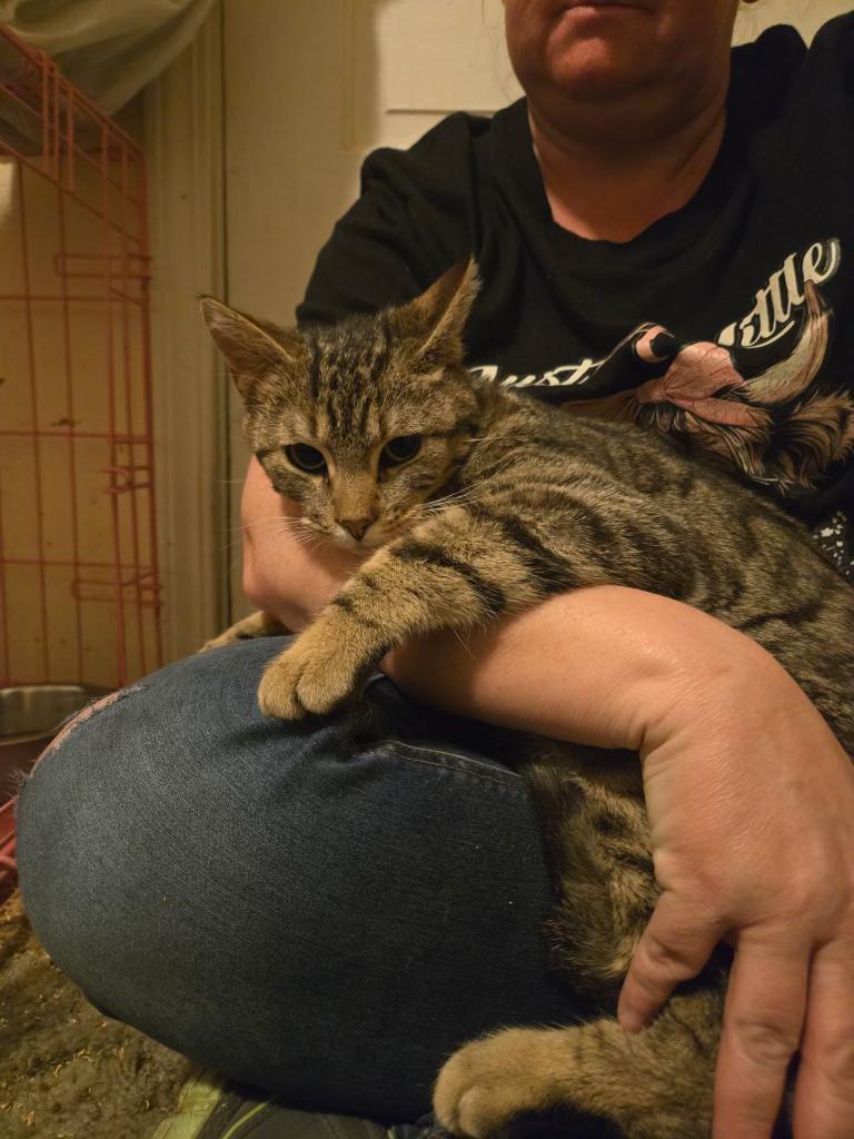 Enlarge Queso , a ADOPTABLE mixed breed in Pocatello, ID image 6/6