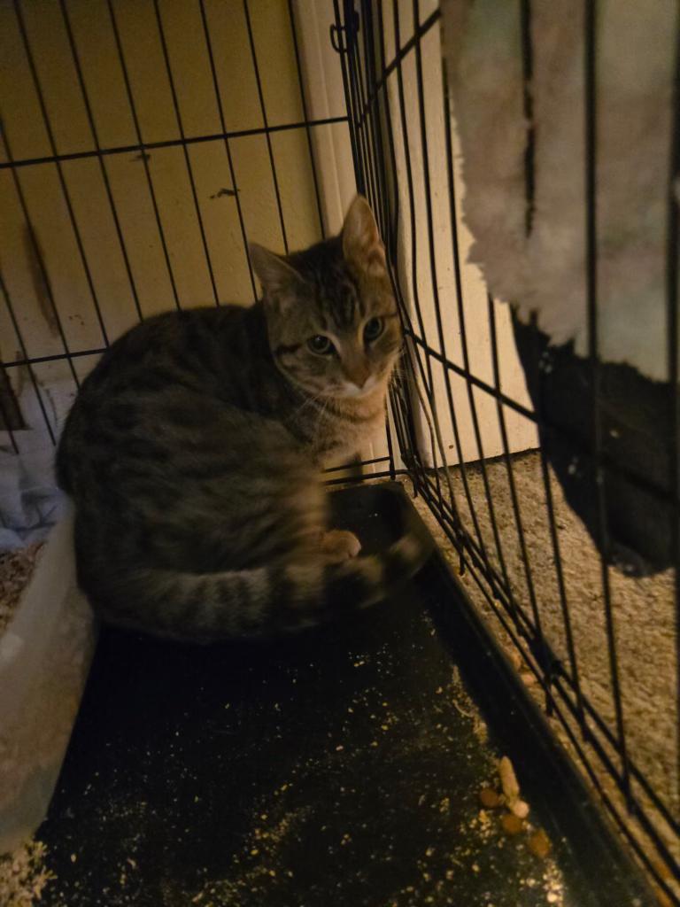 Enlarge Queso , a ADOPTABLE mixed breed in Pocatello, ID image 5/6