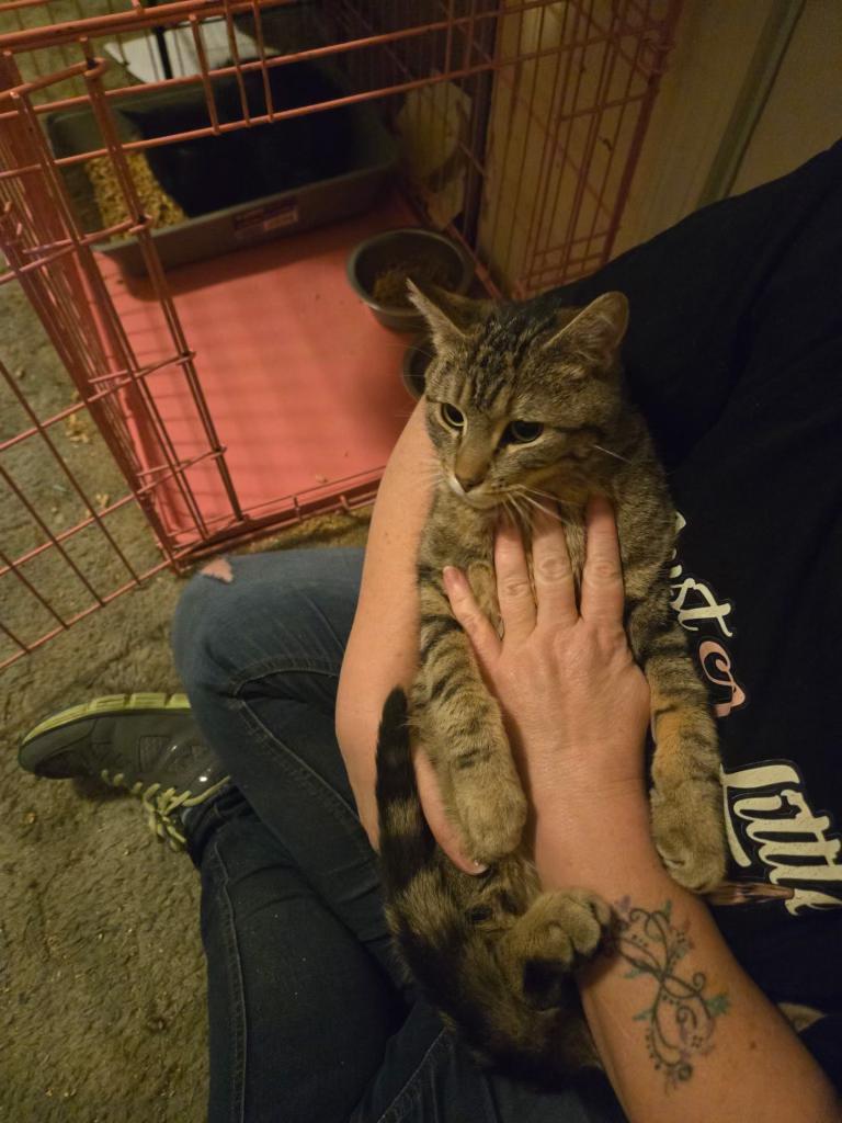 Enlarge Queso , a ADOPTABLE mixed breed in Pocatello, ID image 4/6