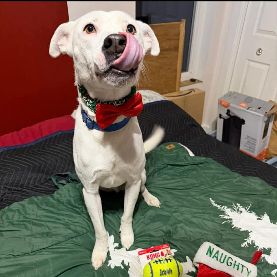 Enlarge Tucker, a Adoptable mixed breed in Lancaster, OH image 1/4