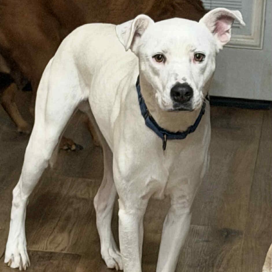 Tucker, a Adoptable mixed breed in Lancaster, OH image 1/2