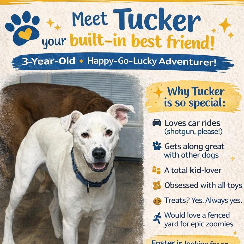 Enlarge Tucker, a Adoptable mixed breed in Lancaster, OH image 3/4