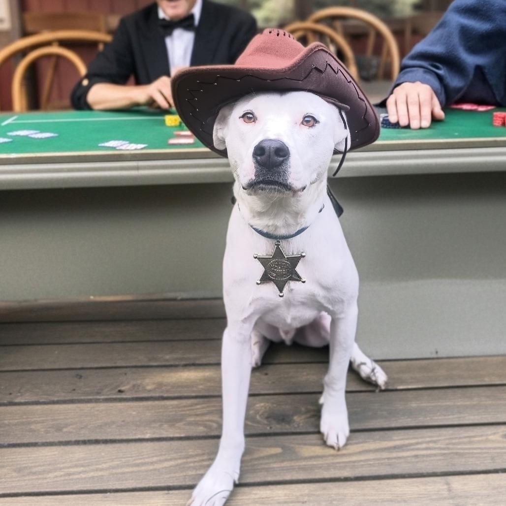 Tucker, a Adoptable mixed breed in Lancaster, OH image 2/2