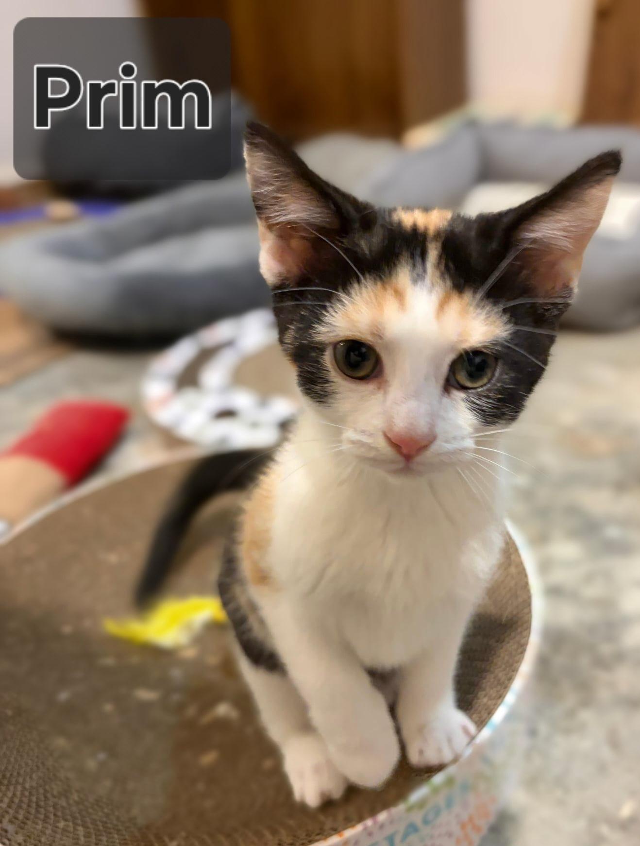 Prim, adopted, Kitten Female Domestic Short Hair.