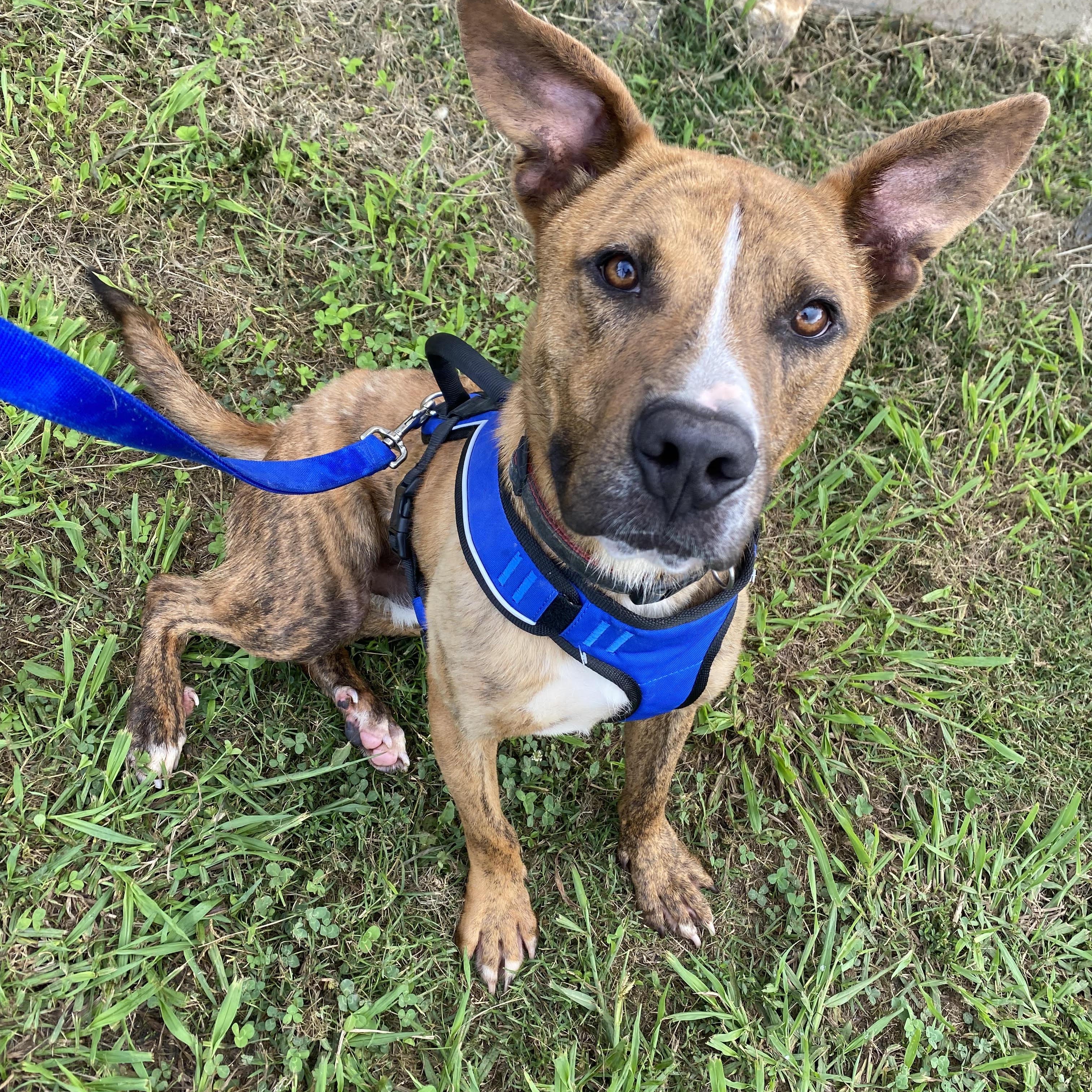 Enlarge GUS, a Adoptable mixed breed in Chicopee, MA image 4/5