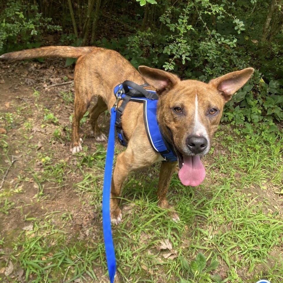 Enlarge GUS, a Adoptable mixed breed in Chicopee, MA image 2/5