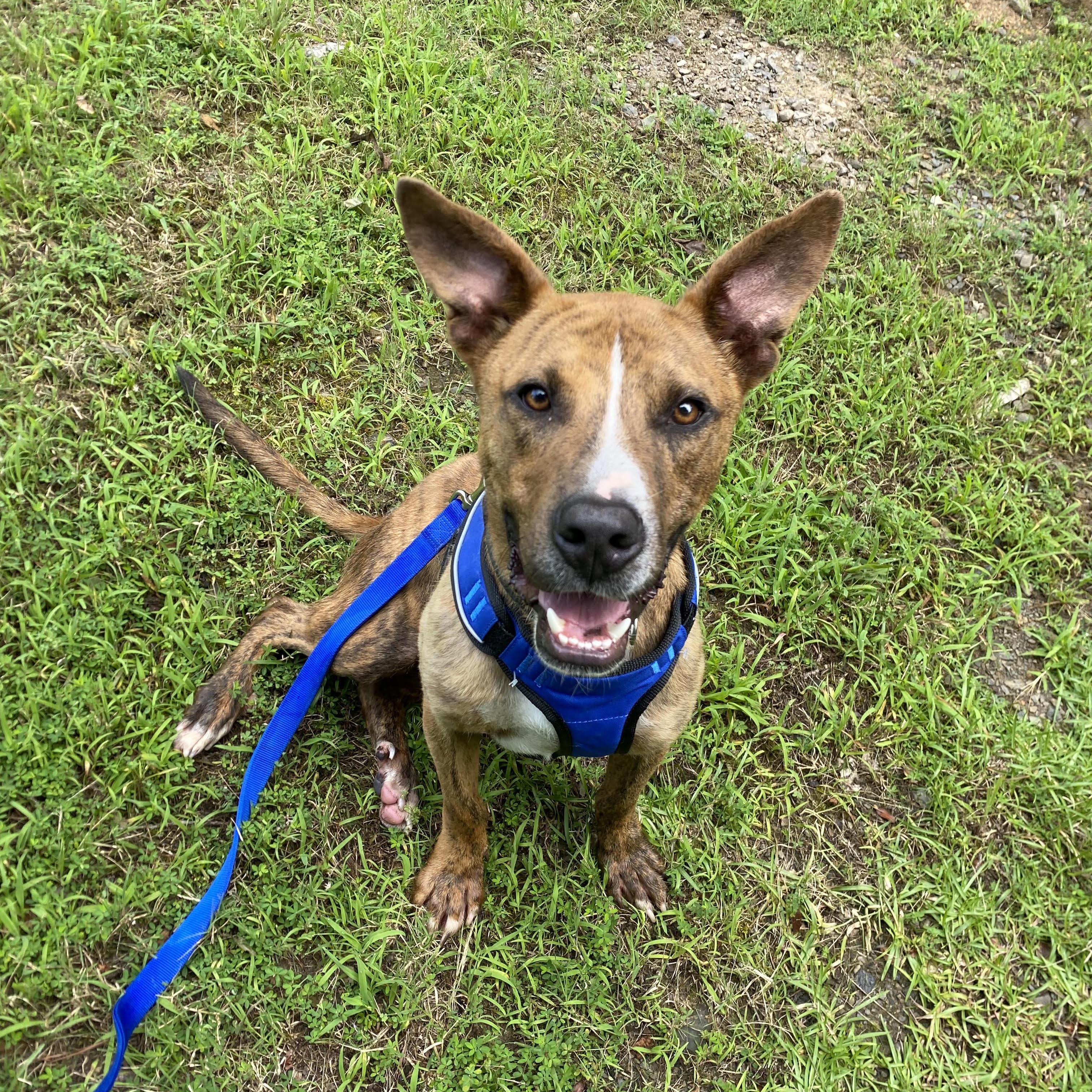 Enlarge GUS, a Adoptable mixed breed in Chicopee, MA image 5/5