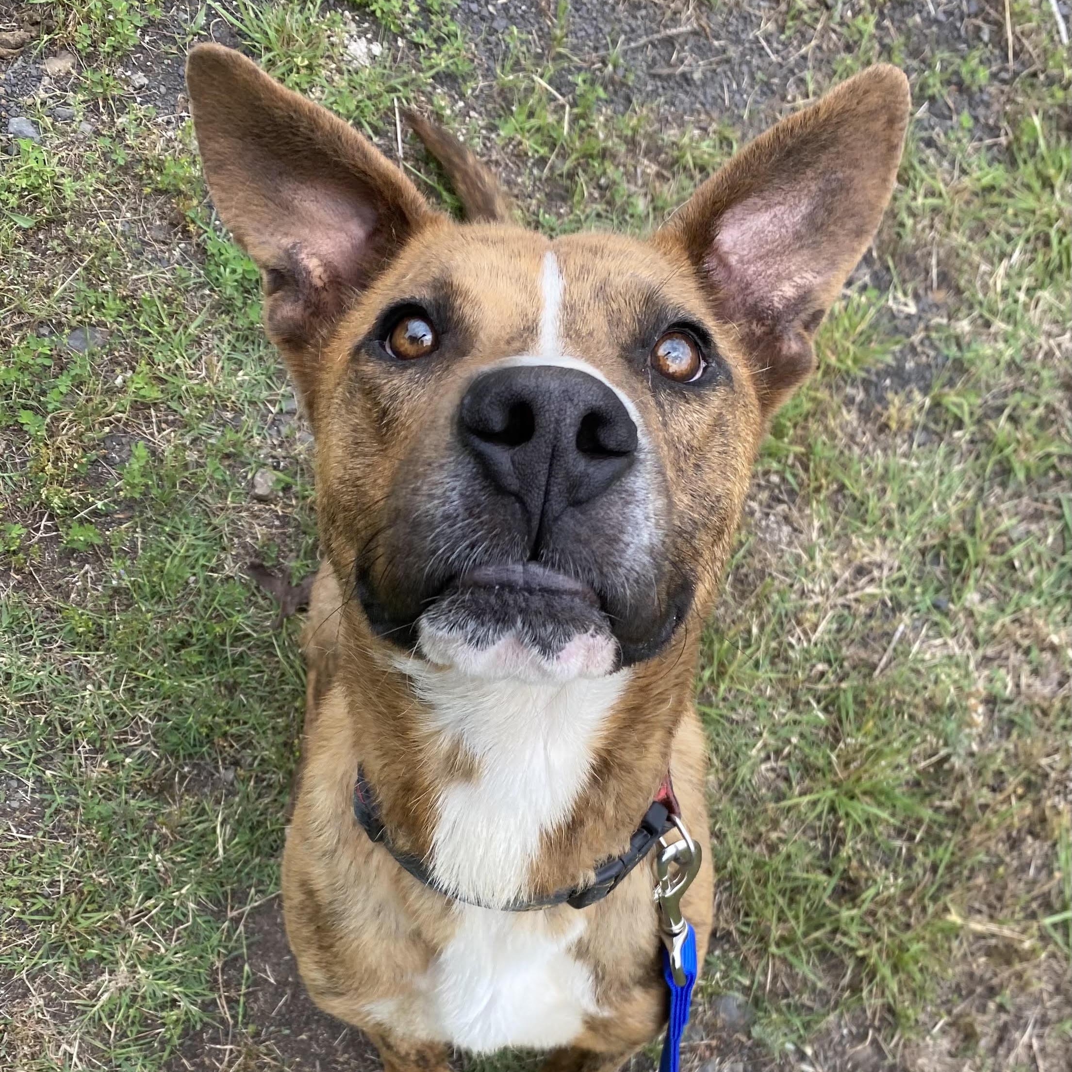 Enlarge GUS, a Adoptable mixed breed in Chicopee, MA image 3/5