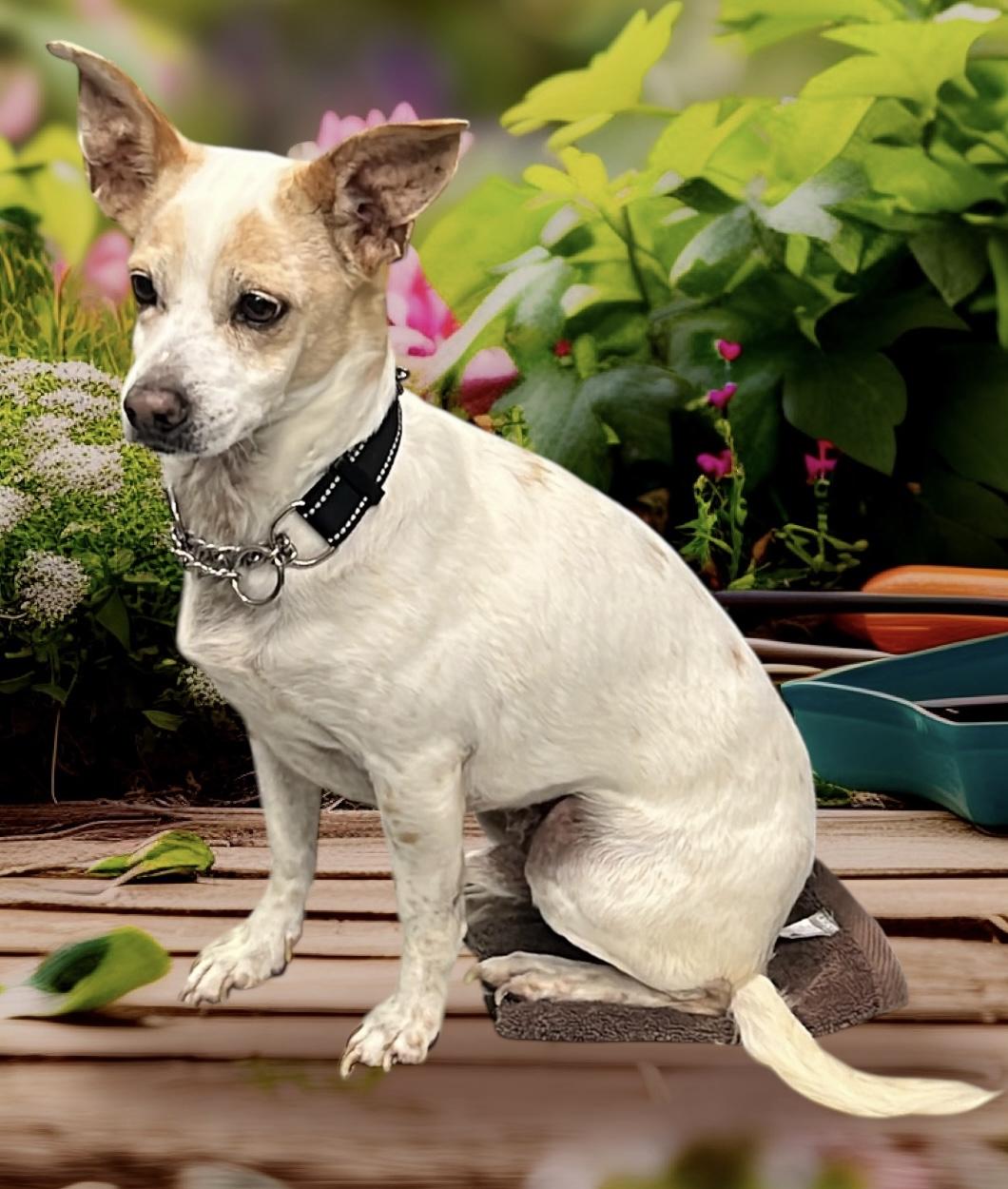 Joey, an adoptable Chihuahua in Soldotna, AK, 99669 | Photo Image 1