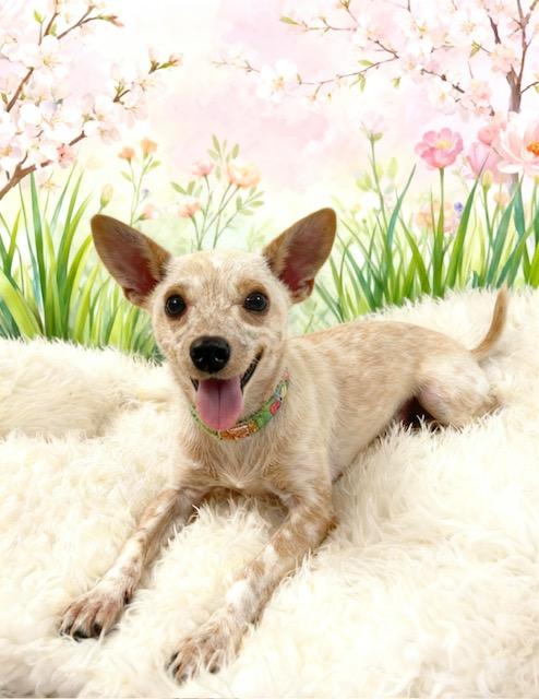 Enlarge Sassy, a Adoptable Chihuahua in Tehachapi, CA image 1/1