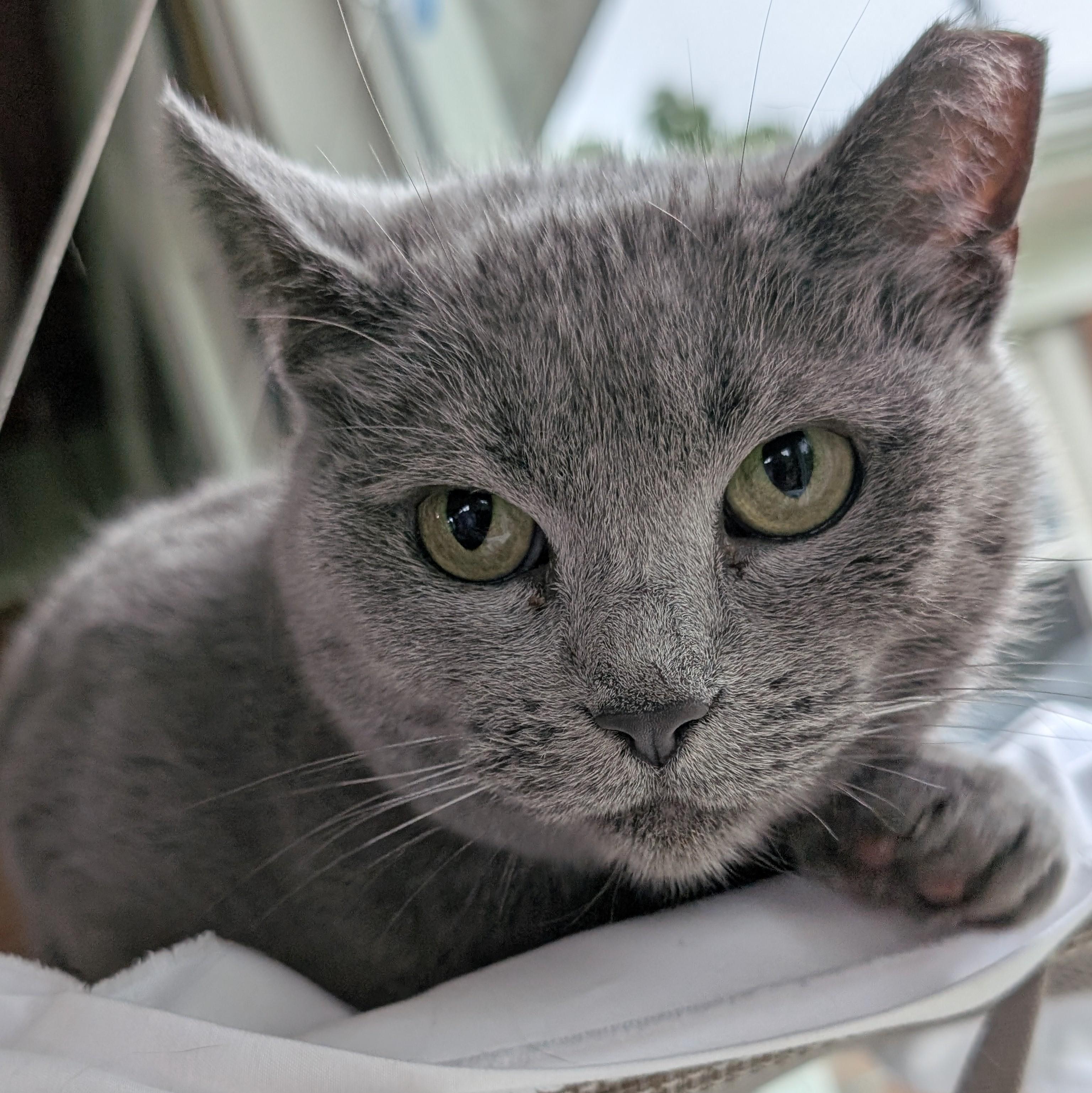 Enlarge Gravy, a Adoptable Domestic Short Hair in Quincy, OH image 4/5