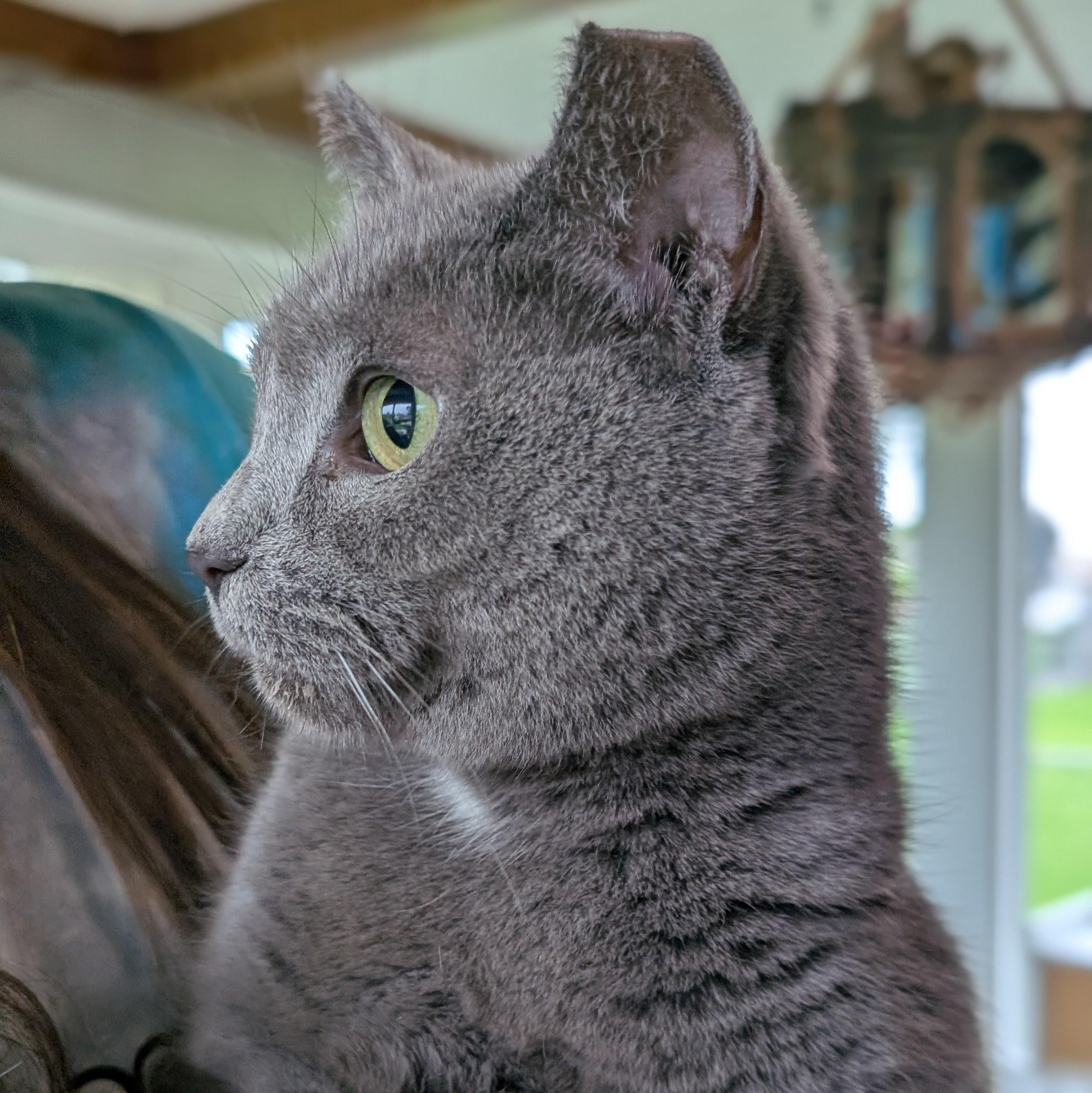 Enlarge Gravy, a Adoptable Domestic Short Hair in Quincy, OH image 3/5