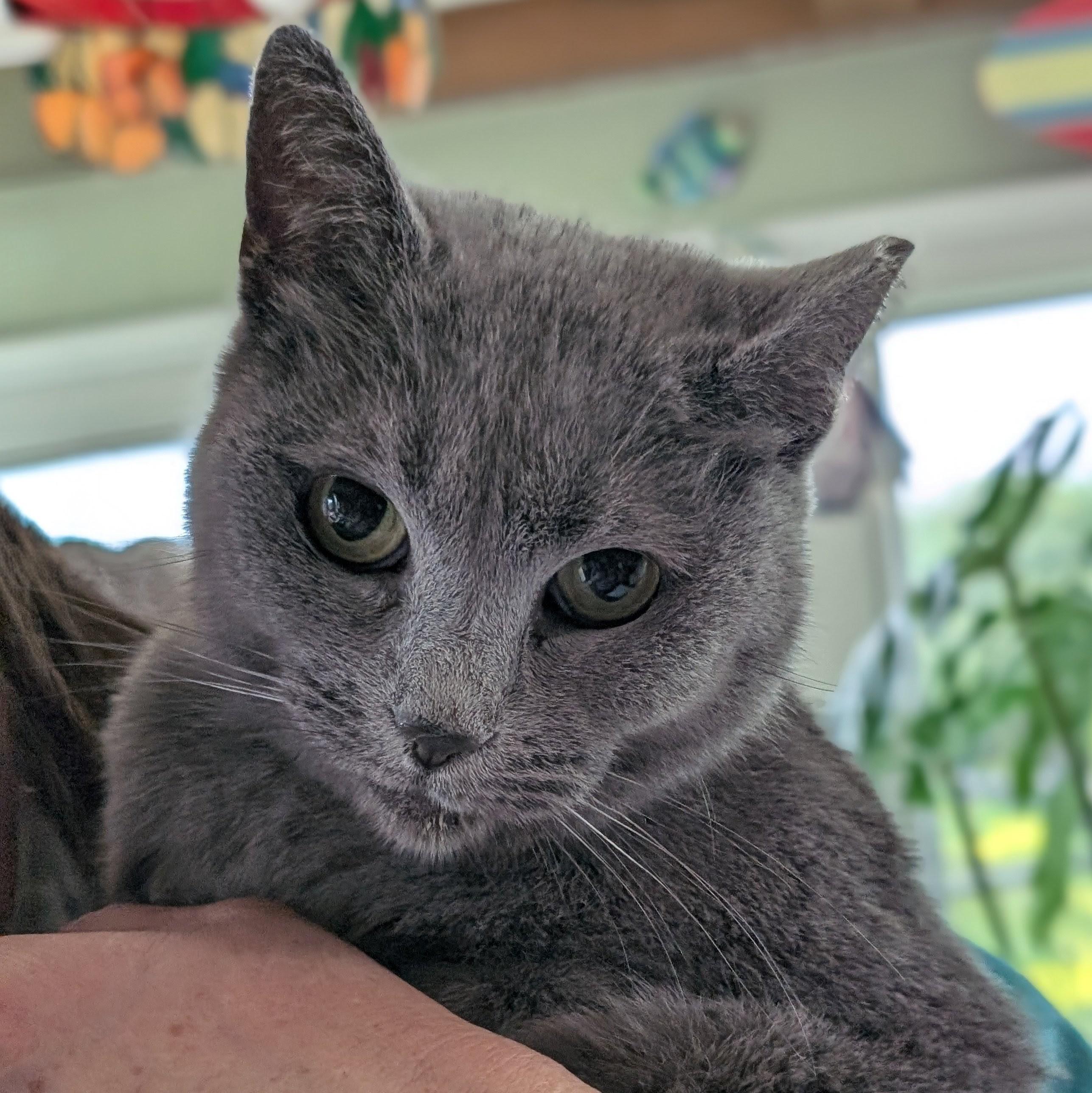 Enlarge Gravy, a Adoptable Domestic Short Hair in Quincy, OH image 2/5