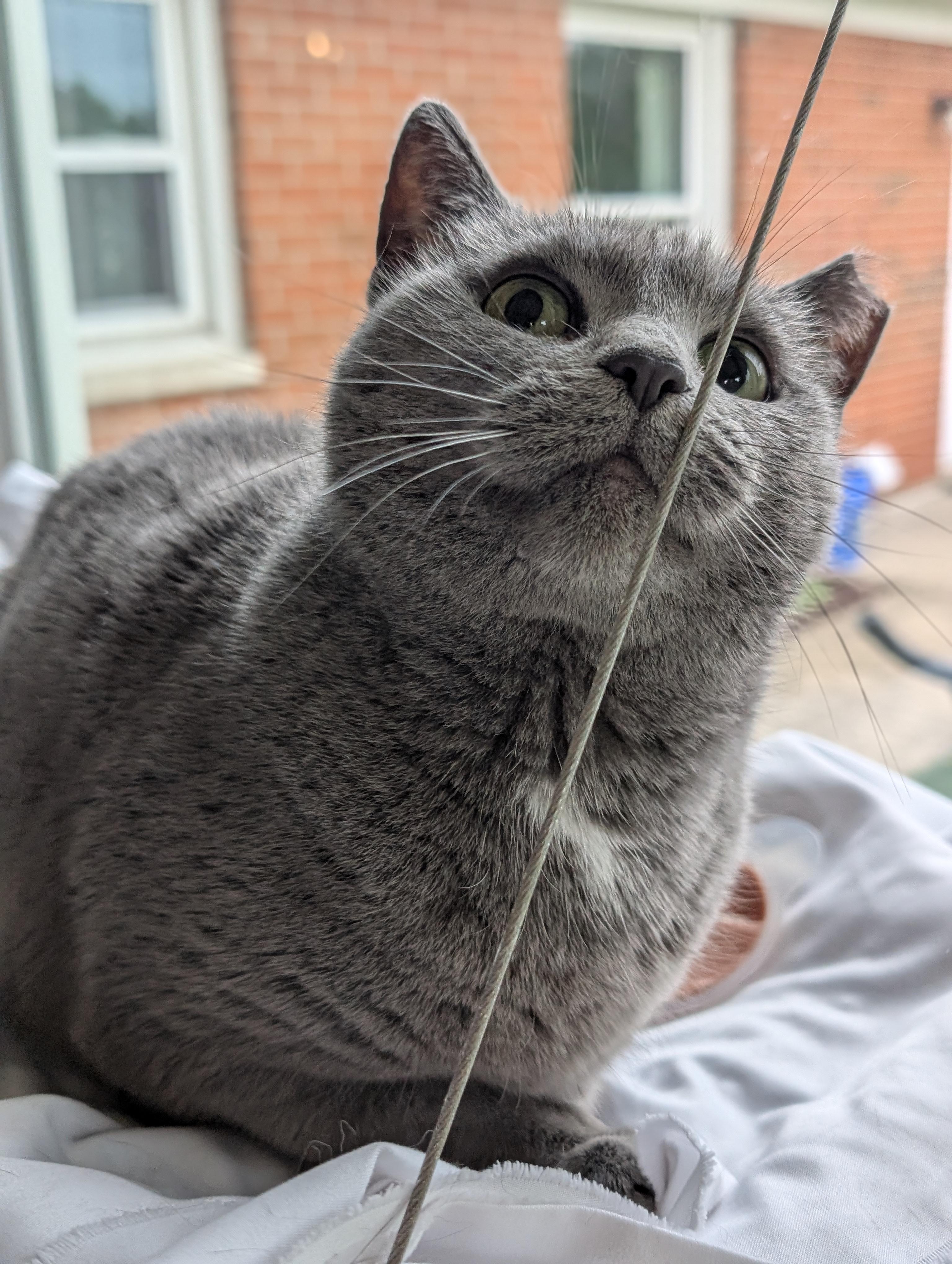 Enlarge Gravy, a Adoptable Domestic Short Hair in Quincy, OH image 1/5