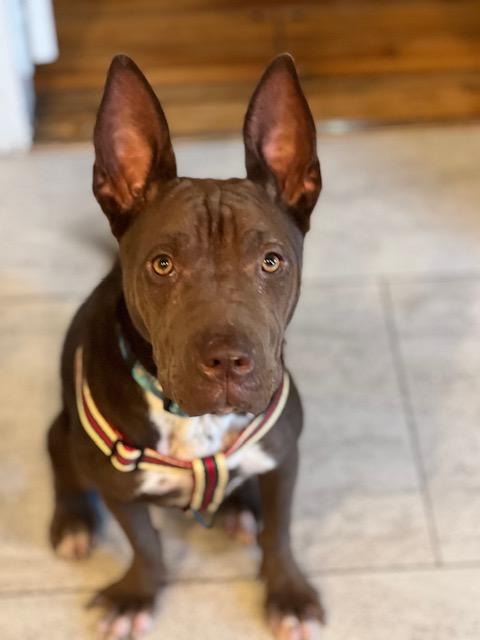 Janey - Bestest Girl! Video!, a Adoptable mixed breed in Toluca Lake, CA image 5/6