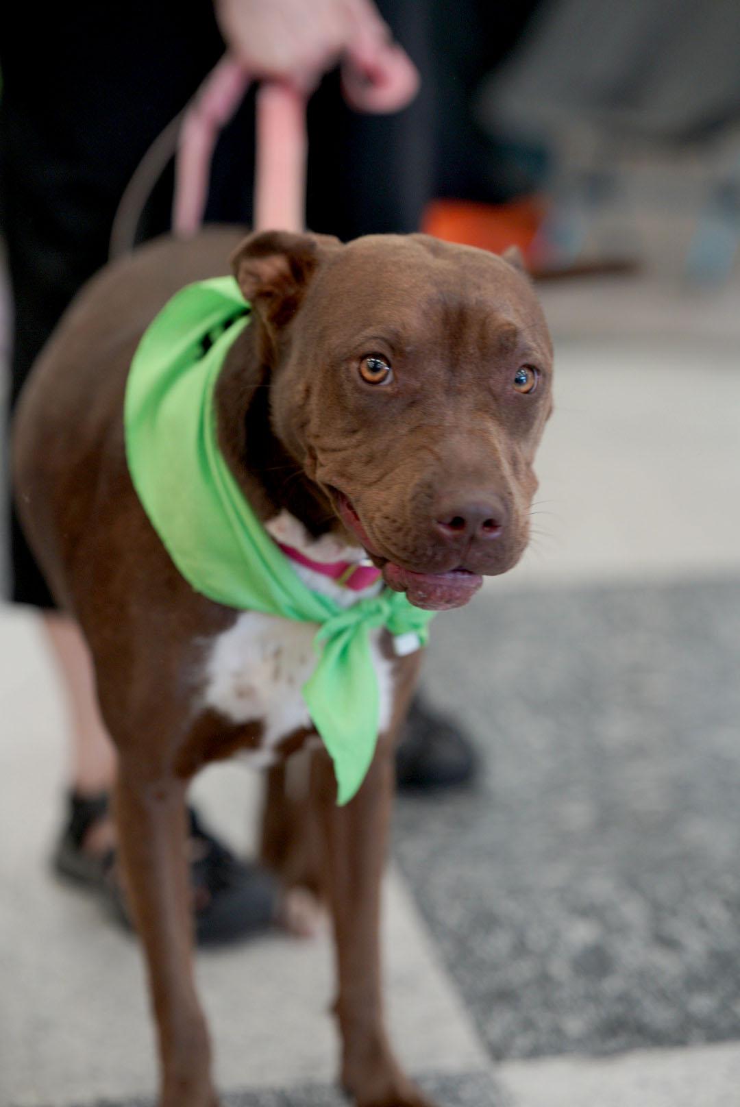 Enlarge WONDERFUL Janey - videos!, a Adoptable mixed breed in Los Angeles, CA image 1/6