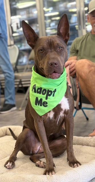 Enlarge Perfect Janey. Videos., a Adoptable mixed breed in Los Angeles, CA image 1/6