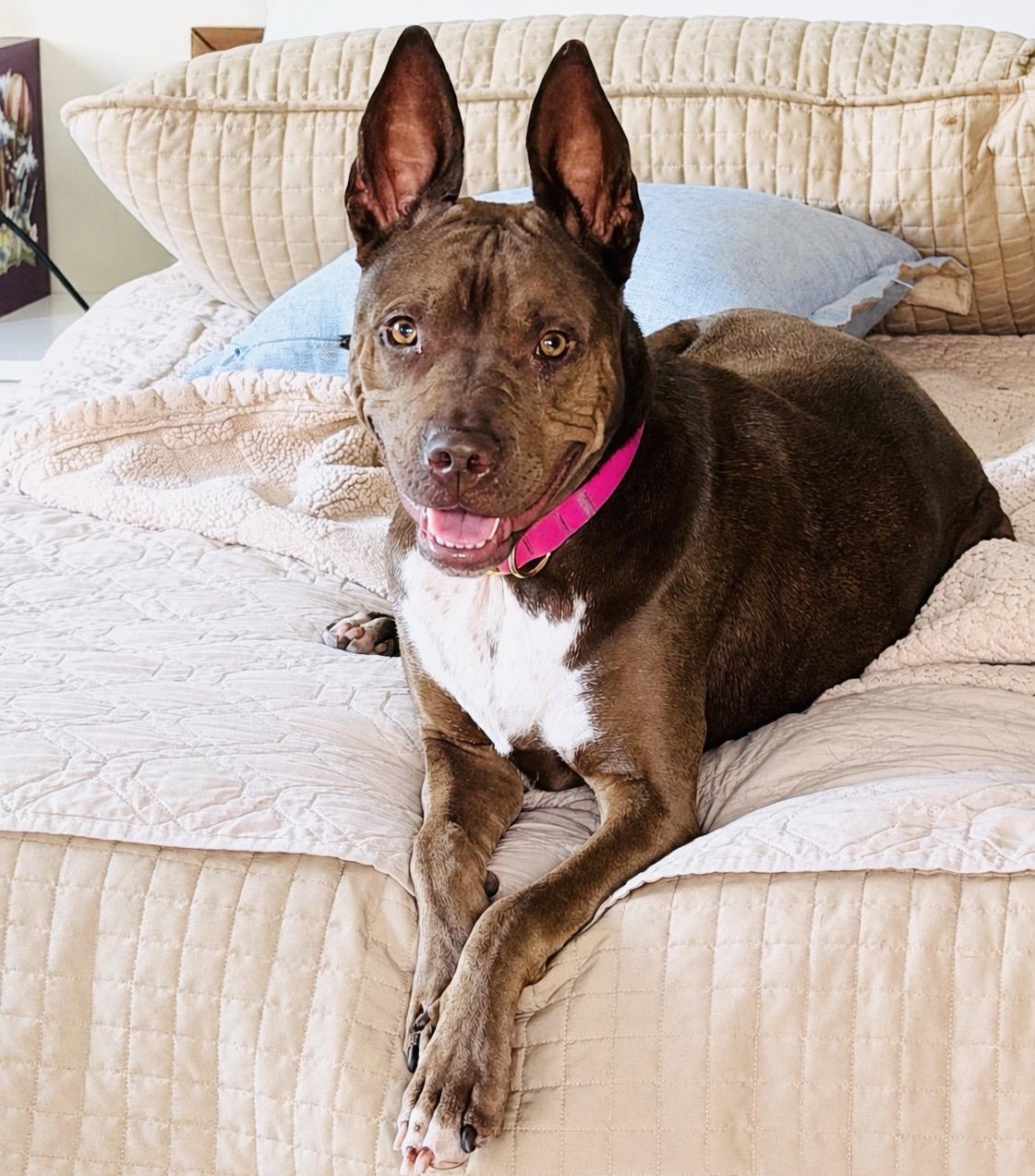 Enlarge WONDERFUL Janey - videos!, a Adoptable mixed breed in Los Angeles, CA image 1/6
