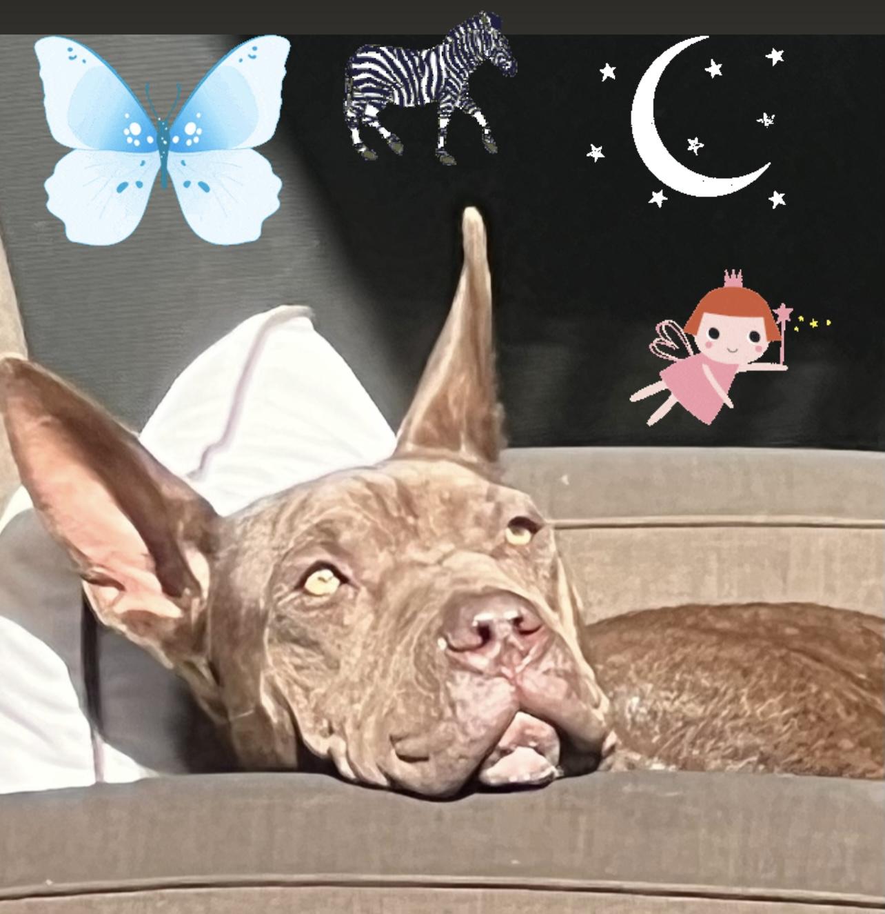 Janey - Bestest Girl! Video!, a Adoptable mixed breed in Toluca Lake, CA image 2/6