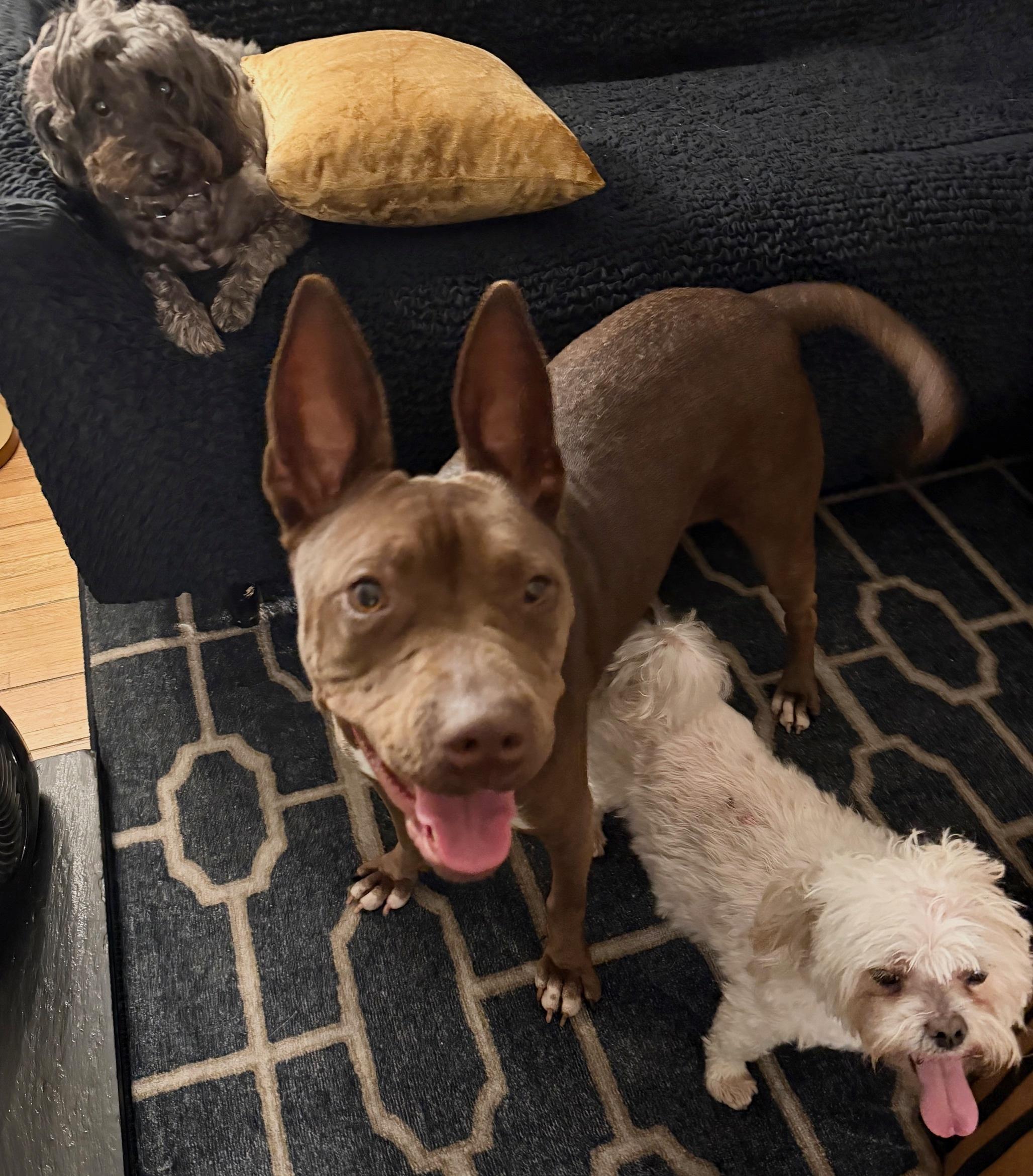 Enlarge perfect Janey - videos!, a Adoptable mixed breed in Los Angeles, CA image 1/6