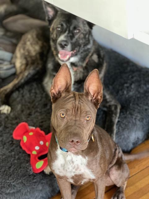 Janey - Bestest Girl! Video!, a Adoptable mixed breed in Toluca Lake, CA image 3/6