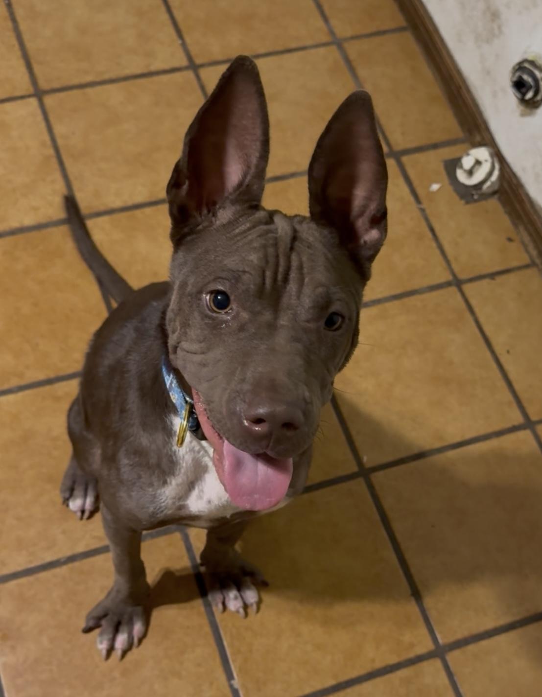 Janey - Bestest Girl! Video!, Adoptable, Young Female Pit Bull Terrier & Staffordshire Bull Terrier.