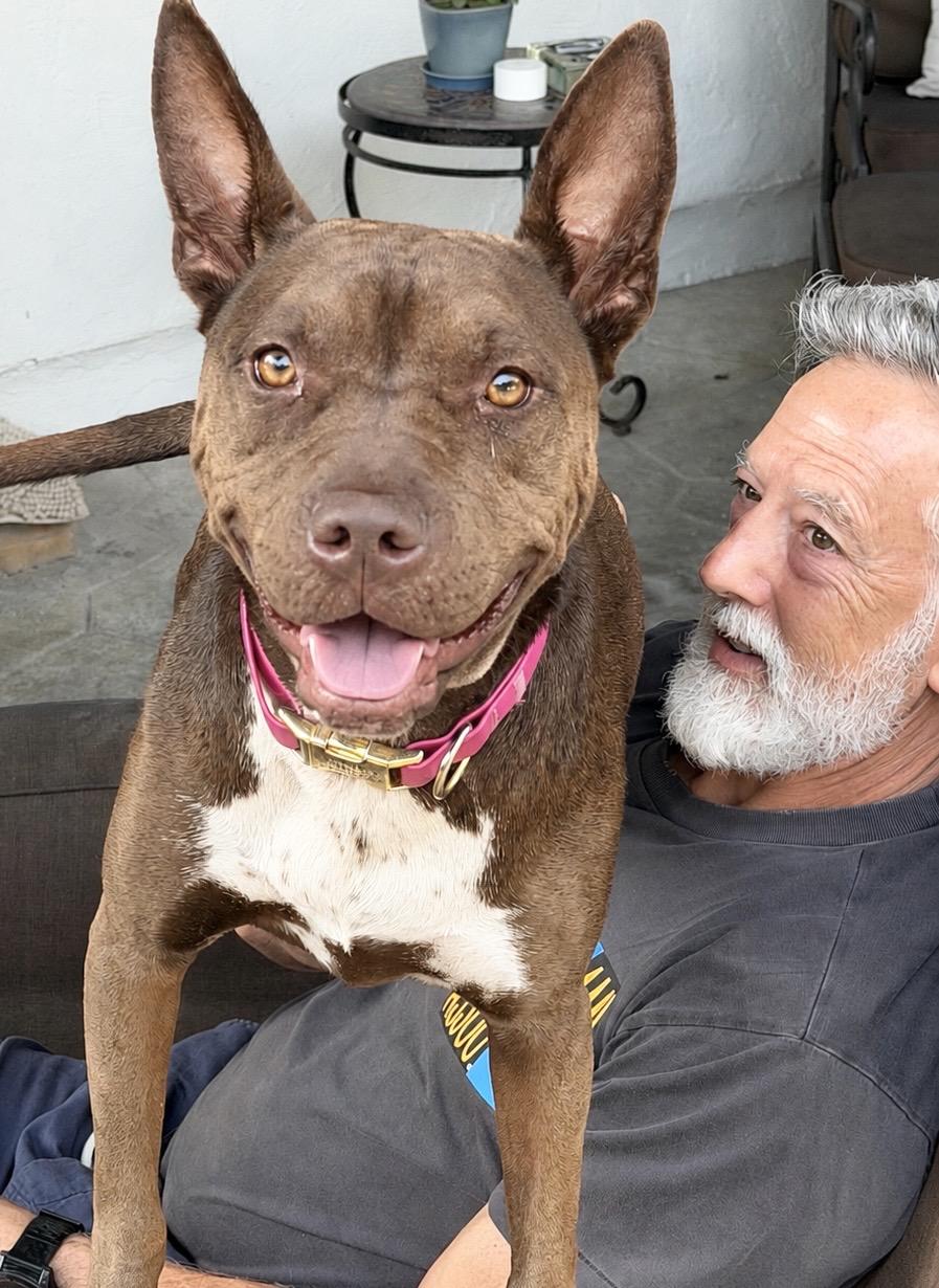 Perfect Janey. Videos., Adoptable, Young Female Pit Bull Terrier.