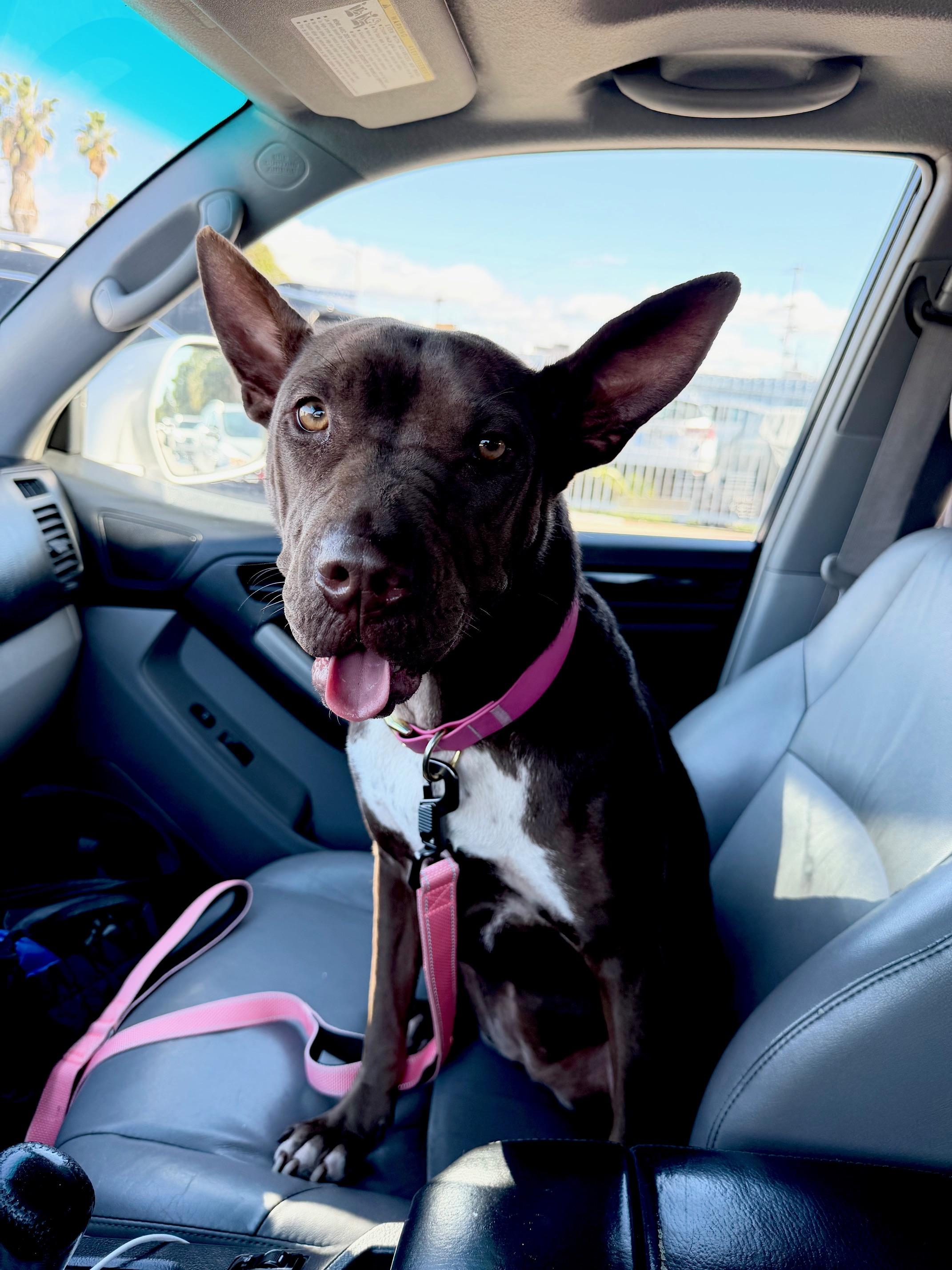 Janey - Bestest Girl! Video!, Adoptable, Young Female Pit Bull Terrier & Staffordshire Bull Terrier.