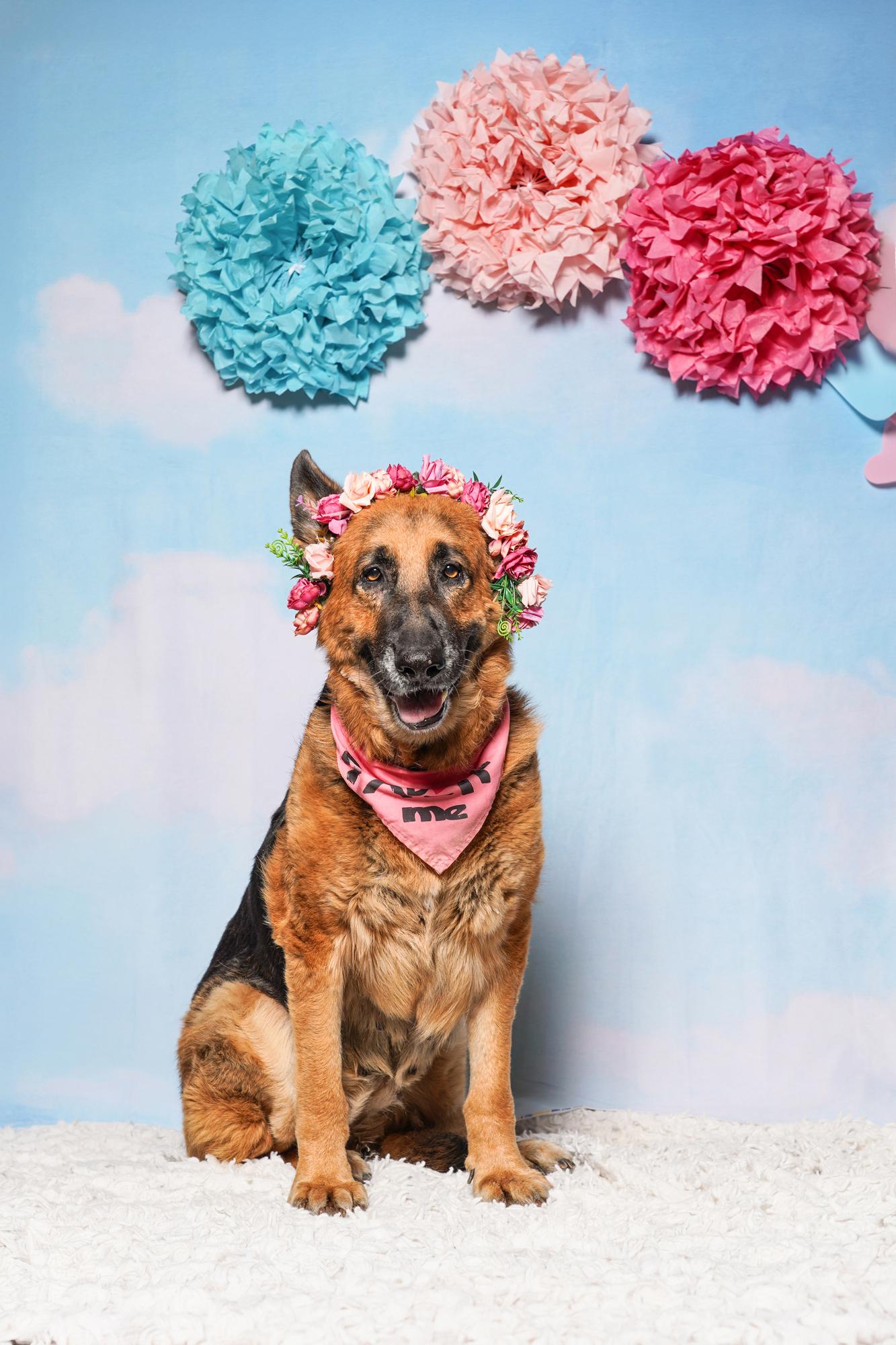 Enlarge Foi, a ADOPTABLE German Shepherd Dog in West Hollywood, CA image 2/5
