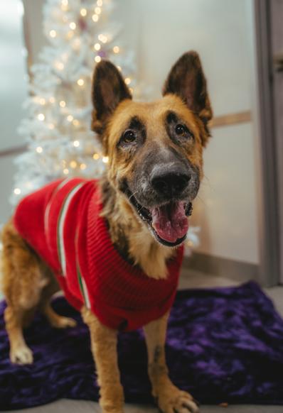 Enlarge Foi, a ADOPTABLE German Shepherd Dog in West Hollywood, CA image 1/5