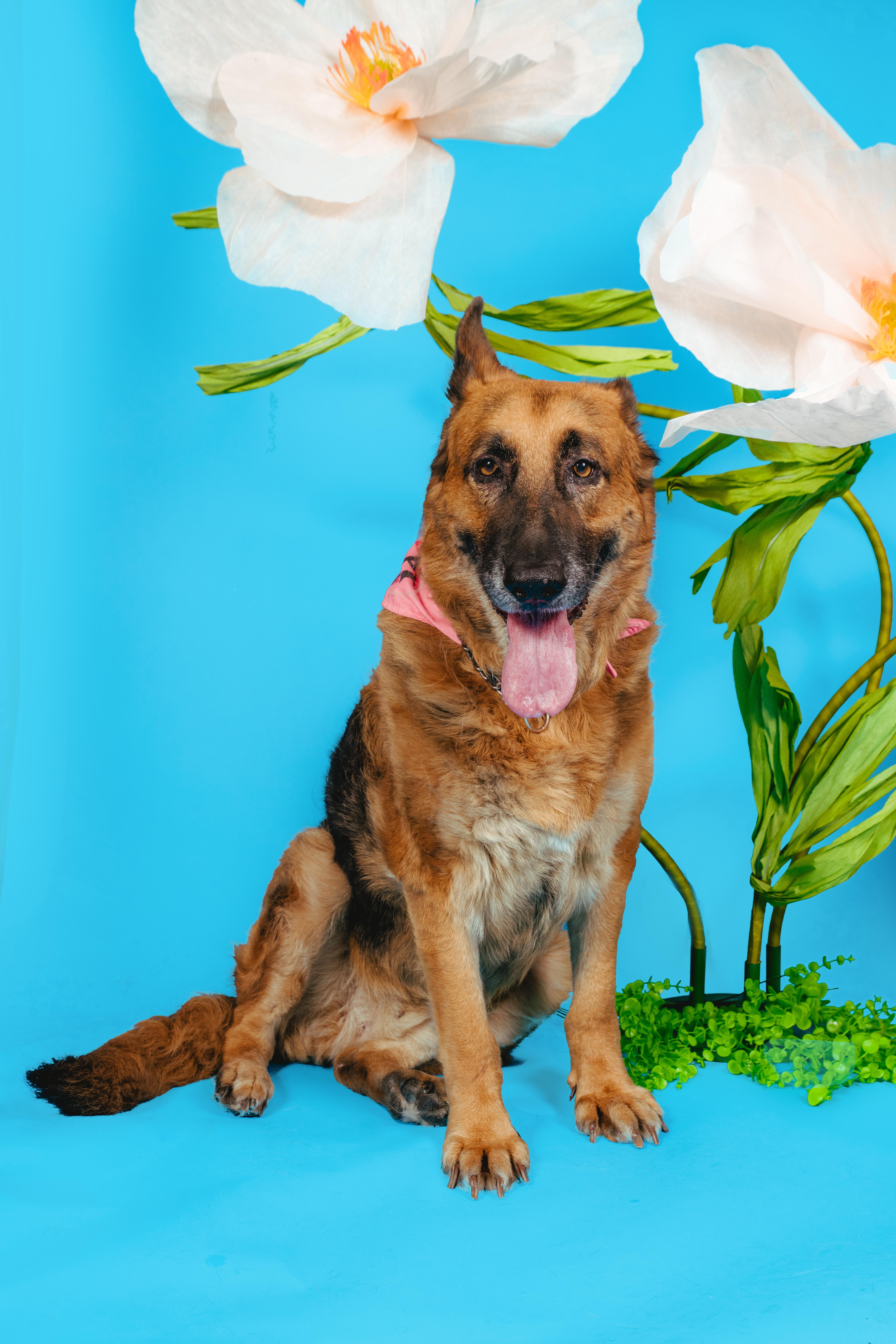 Foi, ADOPTABLE, Senior Female German Shepherd Dog.