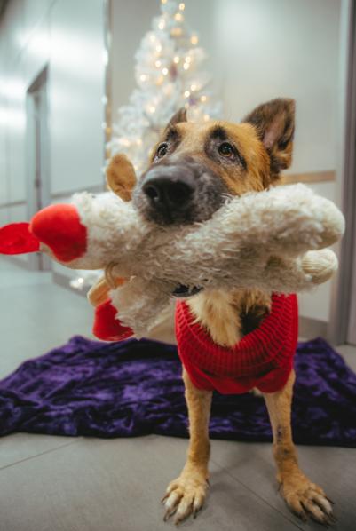 Enlarge Foi, a ADOPTABLE German Shepherd Dog in West Hollywood, CA image 2/5