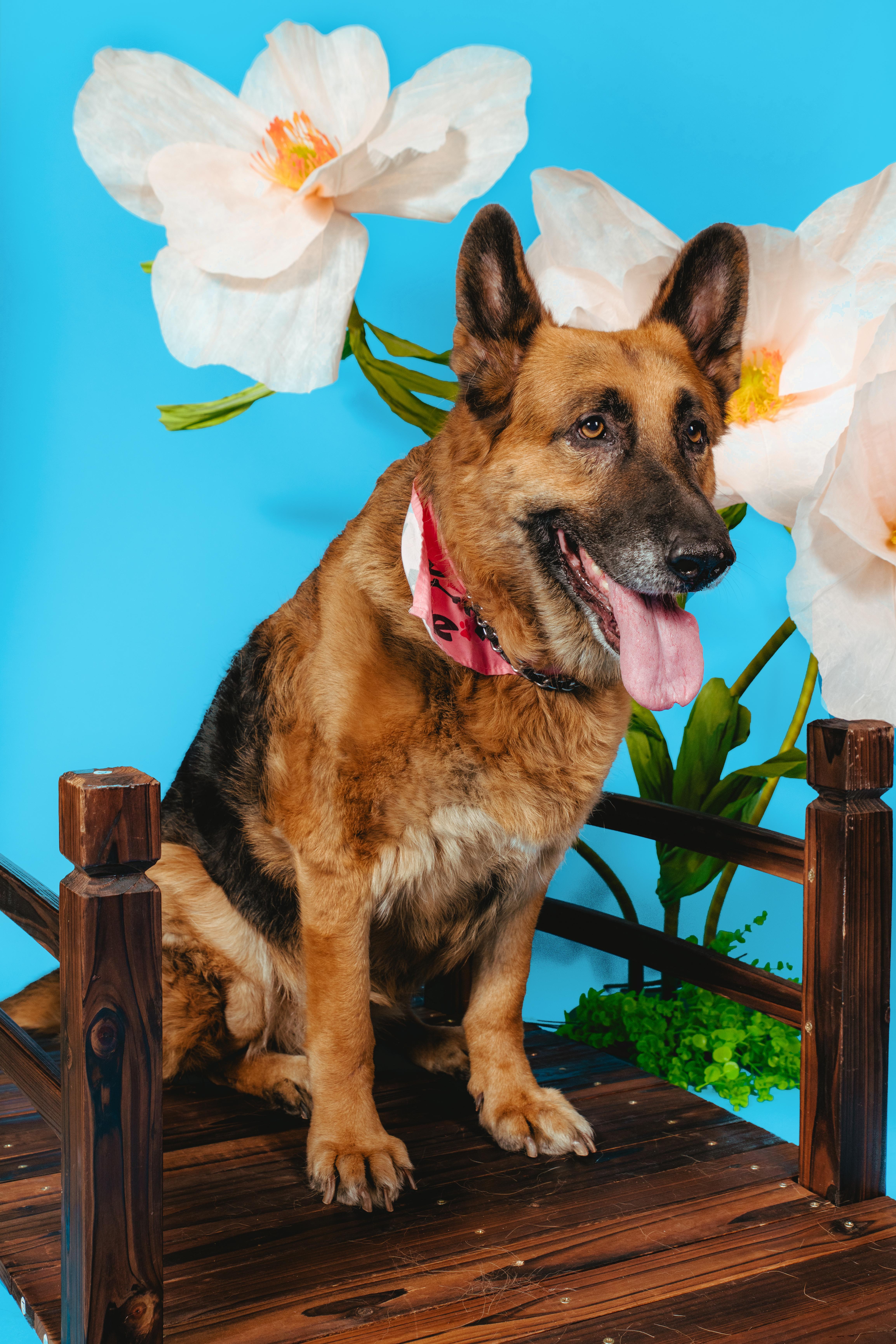 Foi, a ADOPTABLE German Shepherd Dog in West Hollywood, CA image 2/5