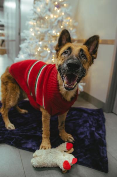 Enlarge Foi, a ADOPTABLE German Shepherd Dog in West Hollywood, CA image 3/5