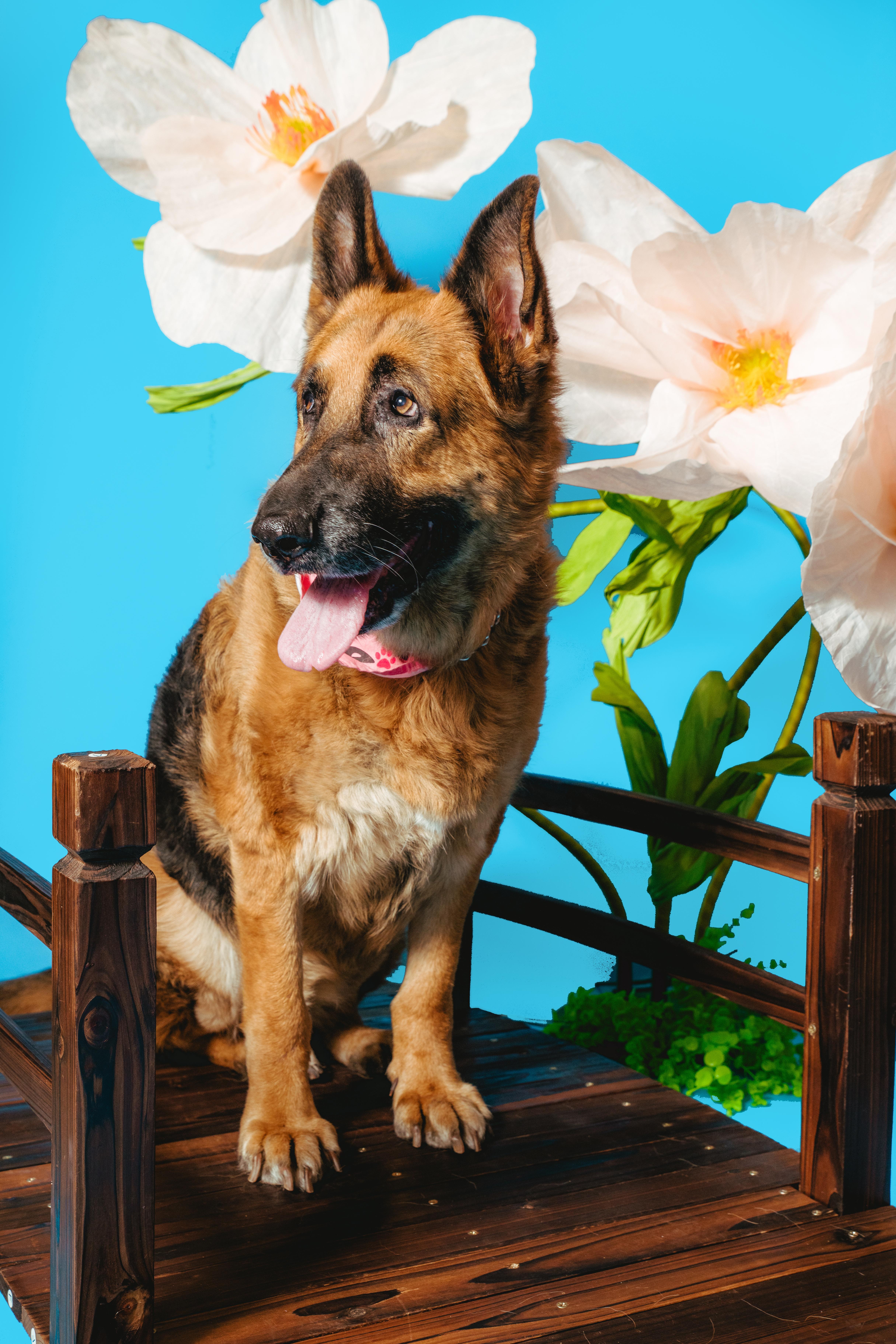 Foi, a ADOPTABLE German Shepherd Dog in West Hollywood, CA image 3/5