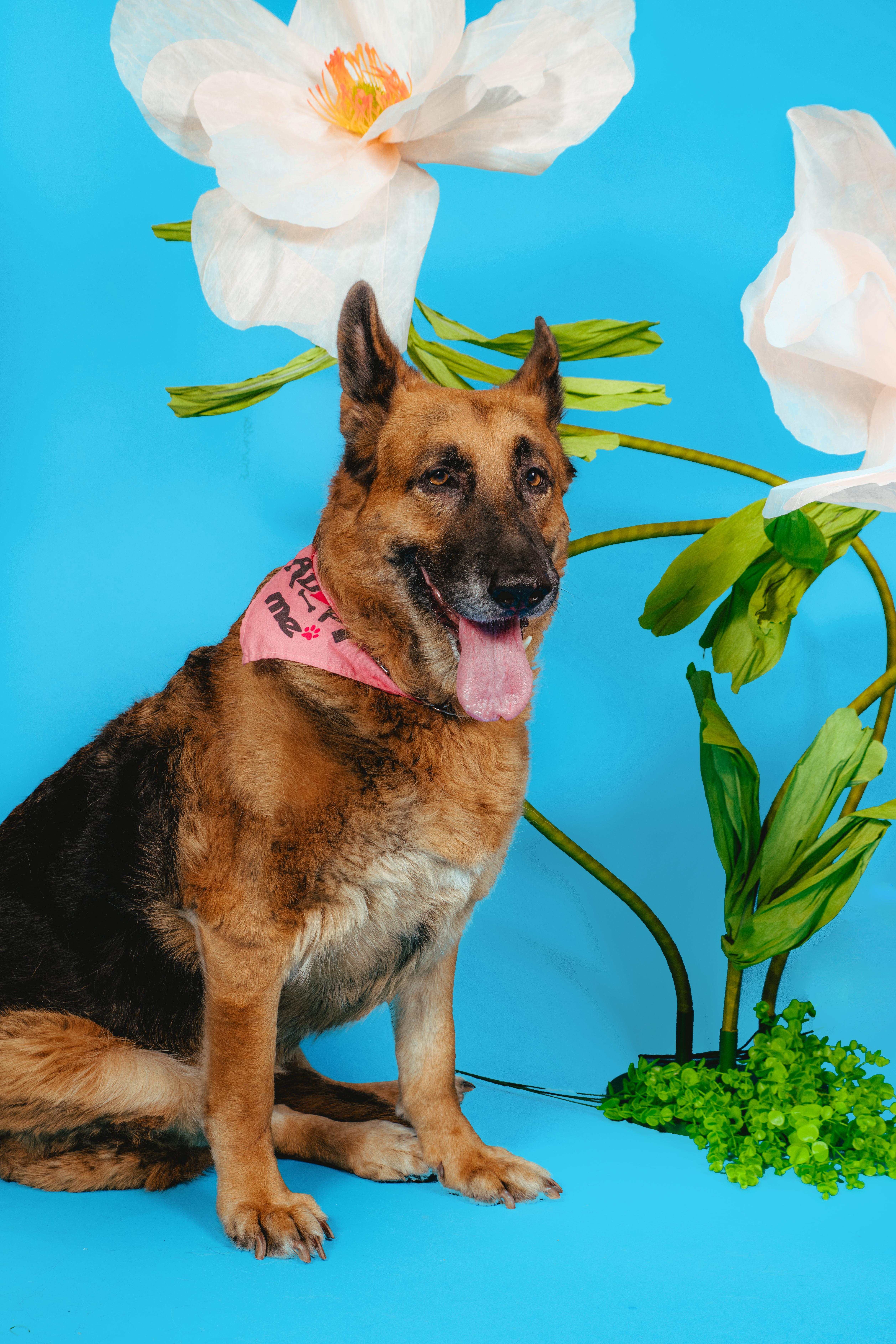 Foi, a ADOPTABLE German Shepherd Dog in West Hollywood, CA image 4/5