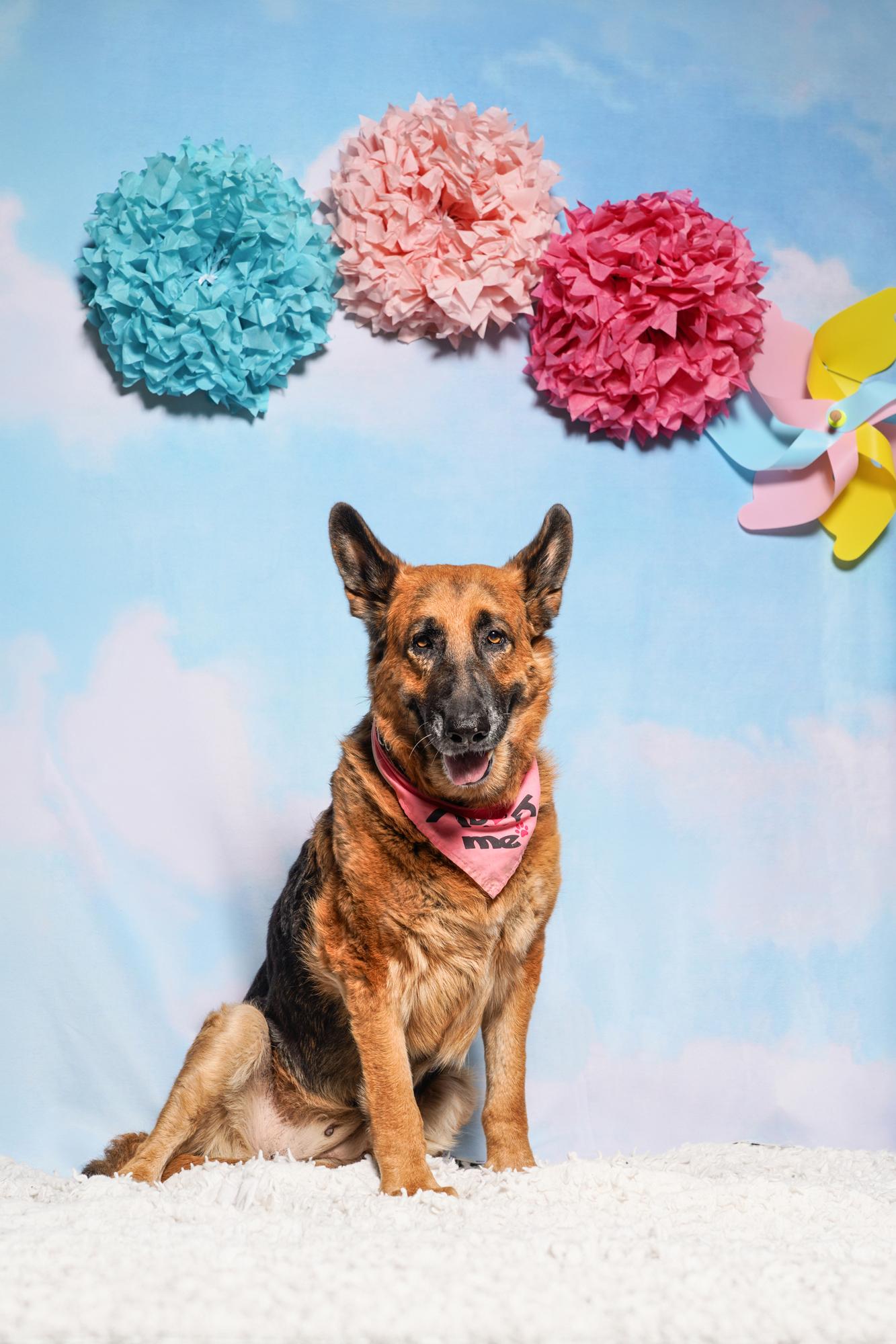 Enlarge Foi, a ADOPTABLE German Shepherd Dog in West Hollywood, CA image 1/5