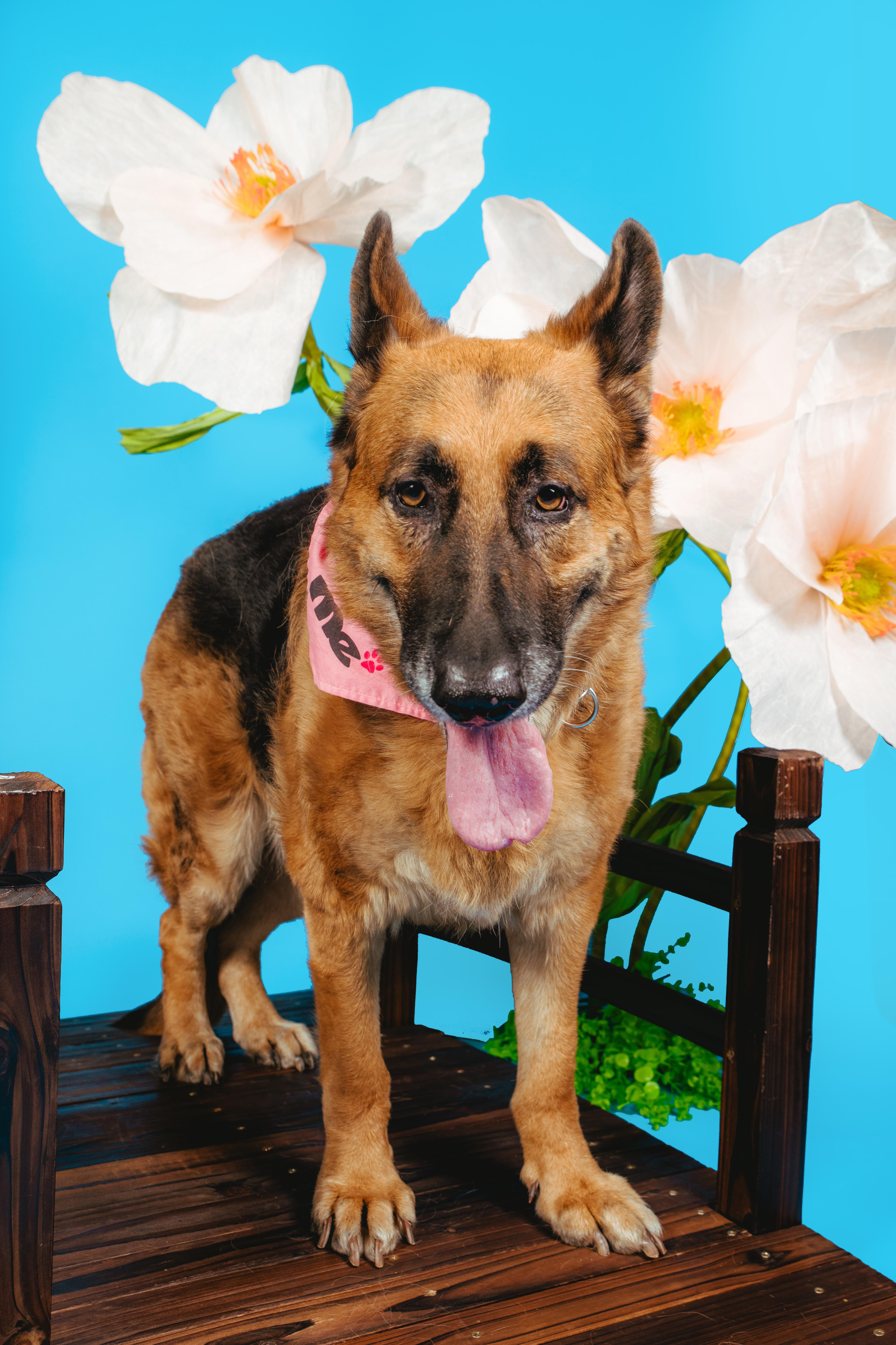 Foi, a ADOPTABLE German Shepherd Dog in West Hollywood, CA image 5/5