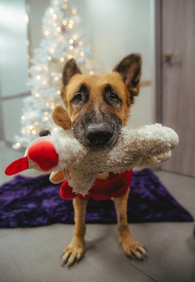 Enlarge Foi, a ADOPTABLE German Shepherd Dog in West Hollywood, CA image 4/5