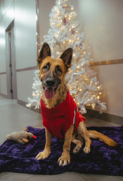 Enlarge Foi, a ADOPTABLE German Shepherd Dog in West Hollywood, CA image 5/5