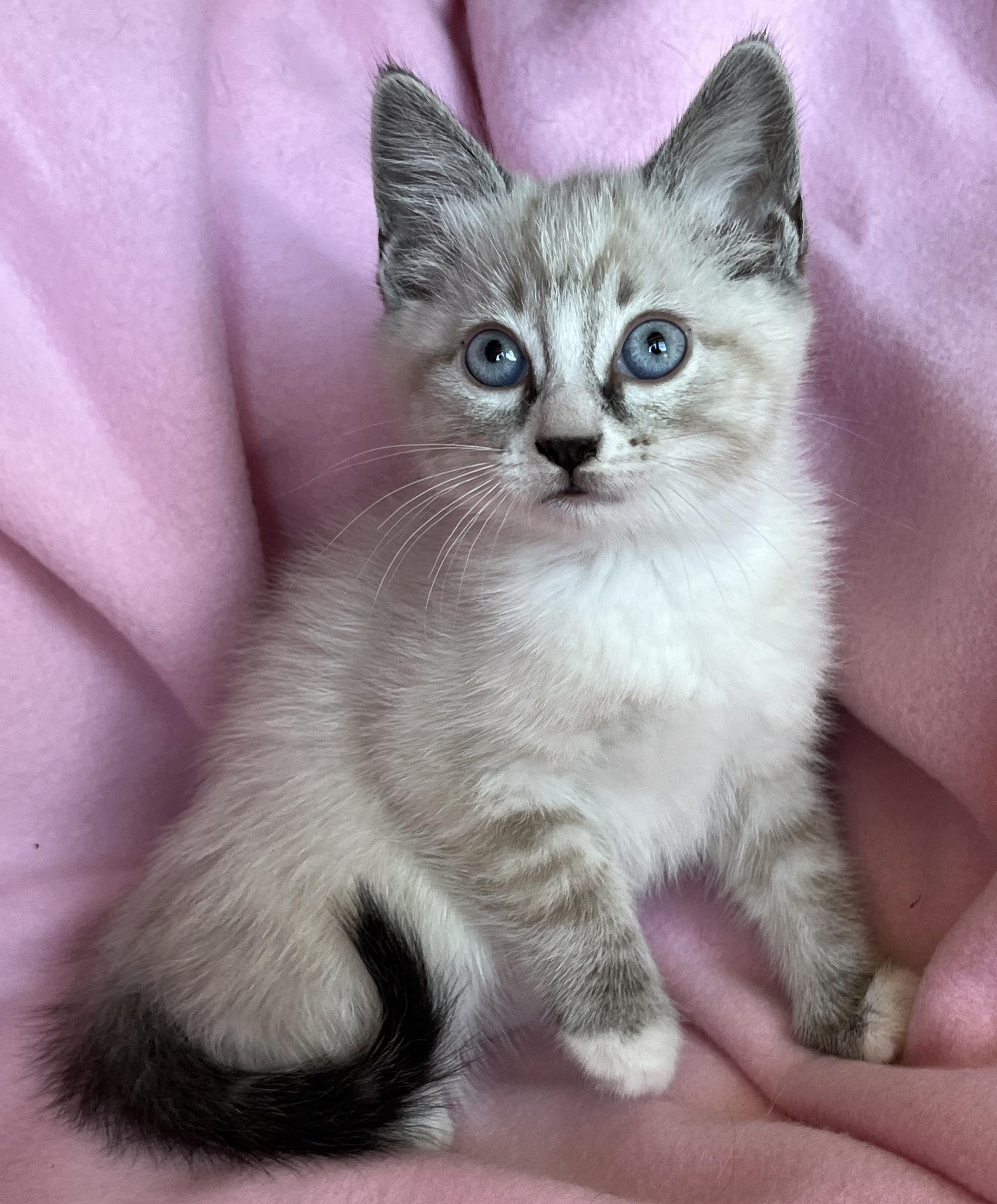 Usha, Adoptable, Kitten Female Siamese & Domestic Short Hair.