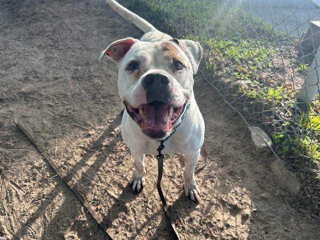 CHURRO, Adoptable, Adult Male American Bulldog.