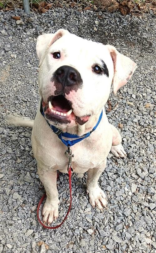 BUBBY, adopted, Adult Male Terrier.