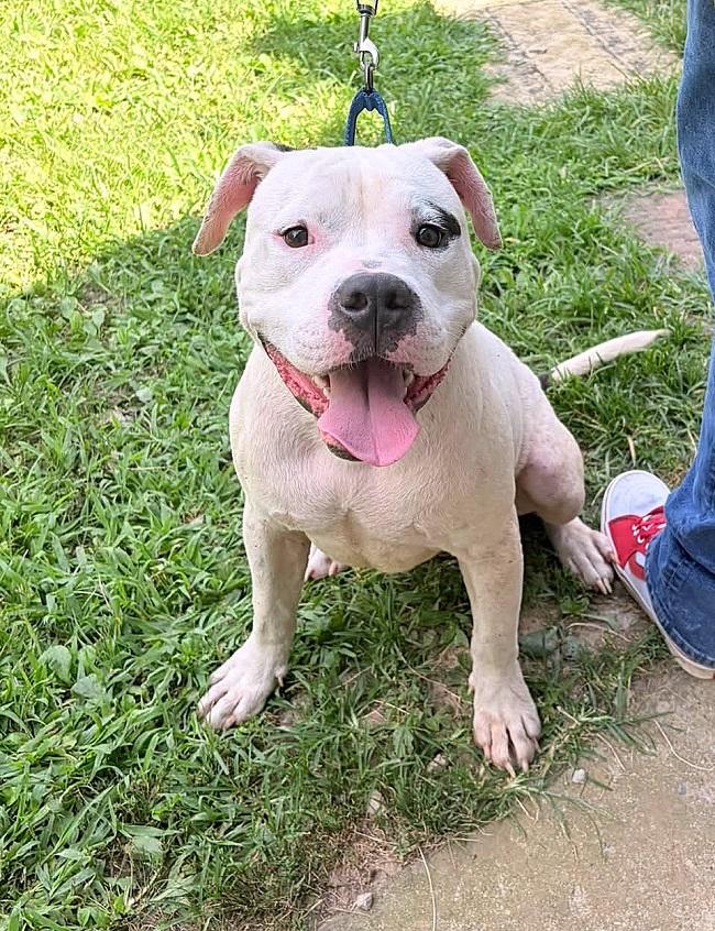 Enlarge BUBBY, an adopted Terrier in Pegram, TN image 2/2