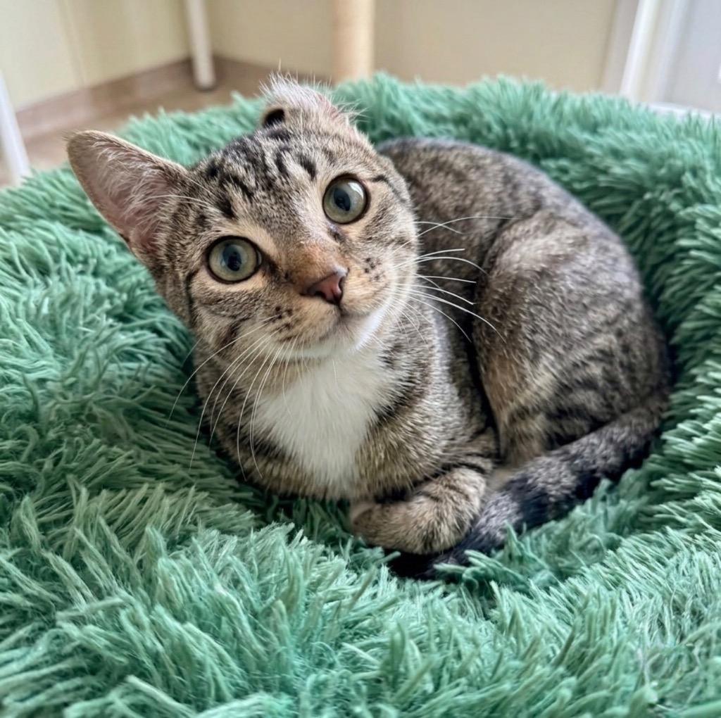 Hunter, Adopted, Kitten Male Domestic Short Hair.