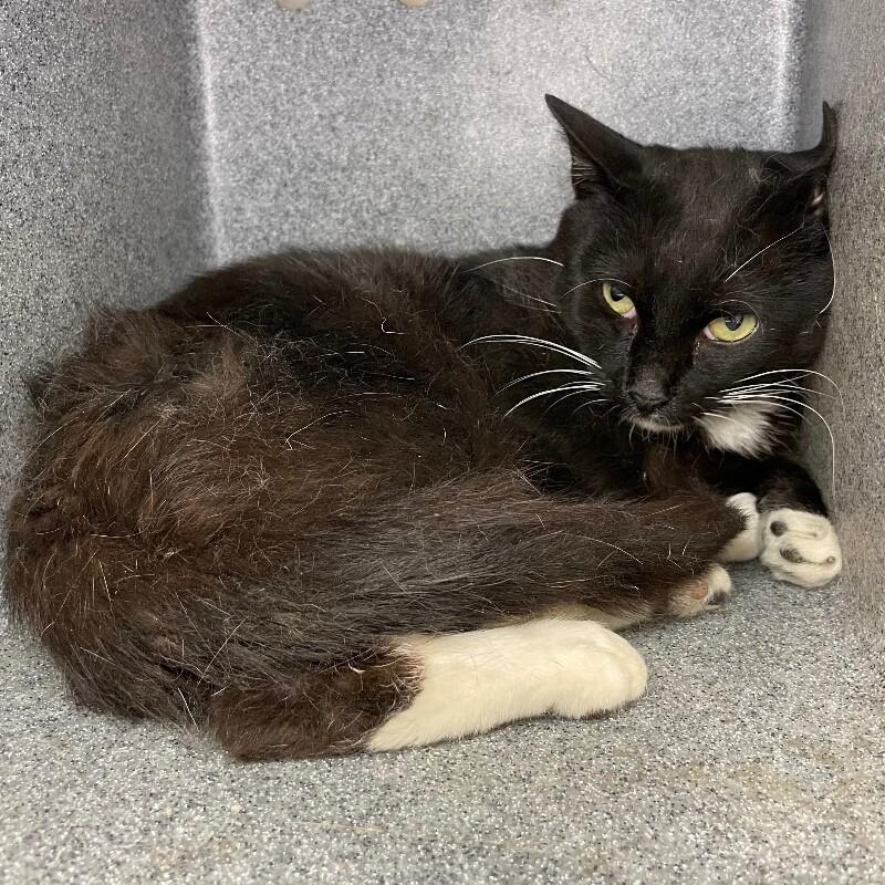 Brodie, Adoptable, Adult Male Domestic Short Hair.