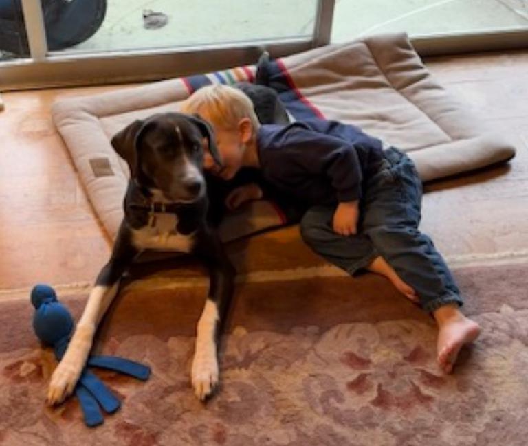 Peach, ADOPTABLE, Young Female Labrador Retriever & German Shorthaired Pointer.