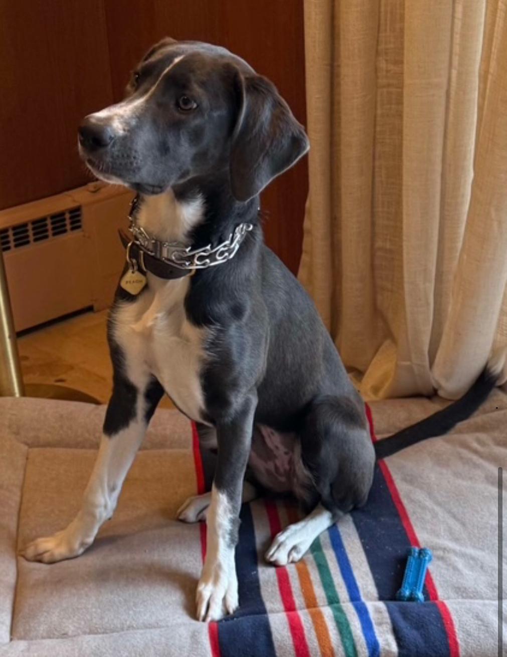 Enlarge Peach, an adopted mixed breed in CLINTON, WA image 3/3