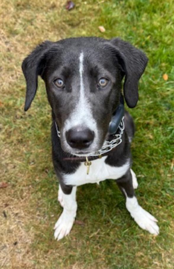 Enlarge Peach, an adopted mixed breed in CLINTON, WA image 2/3