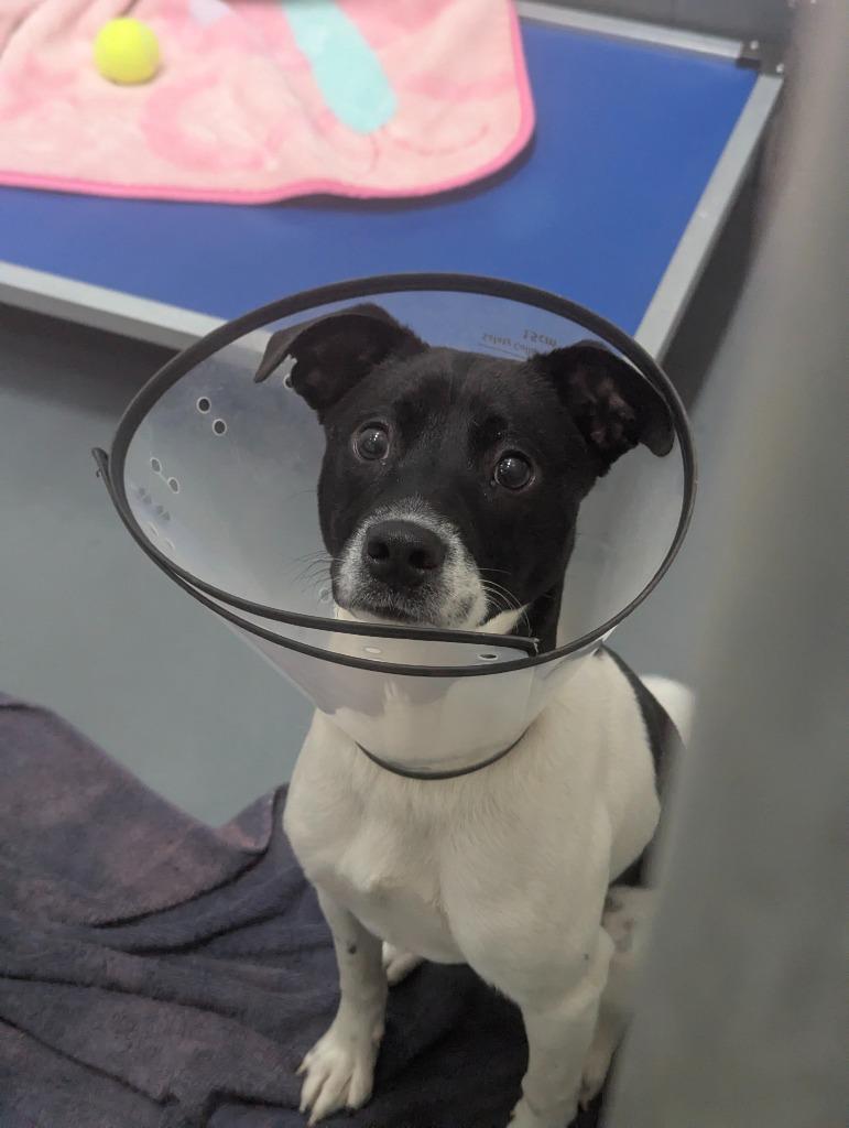 Havoc, Adoptable, Puppy Male Feist & Rat Terrier.